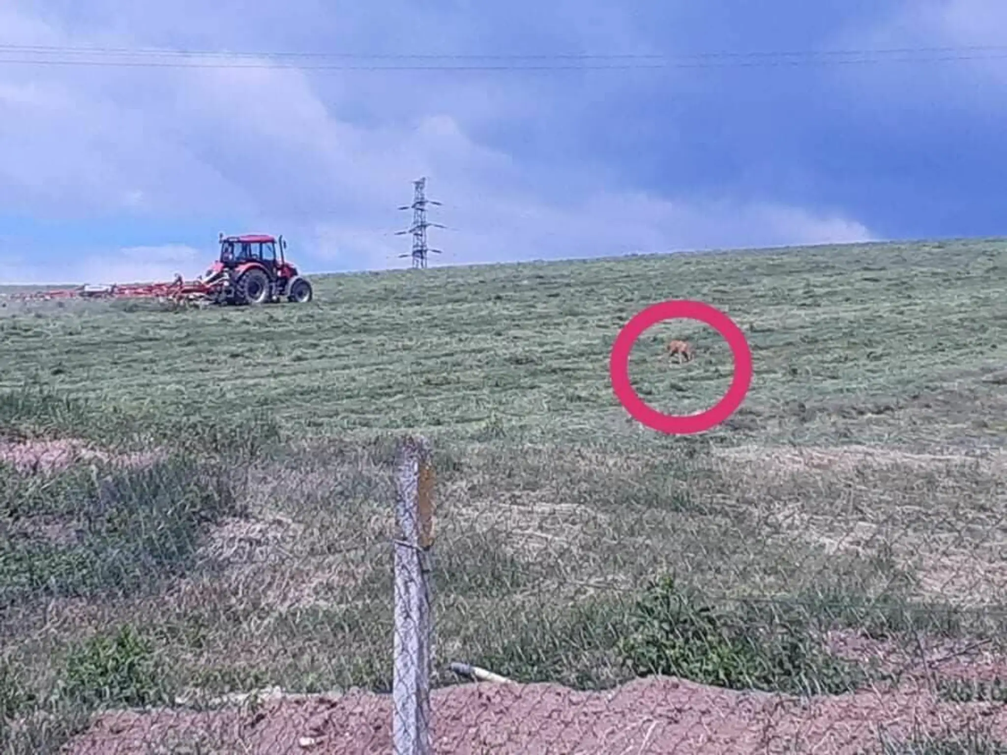 Srnka hľadá svoje mláďa.