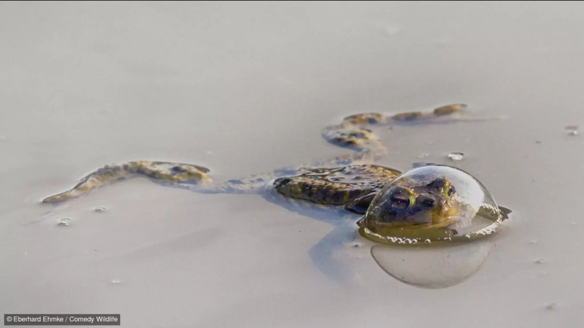 Frog in a balloon