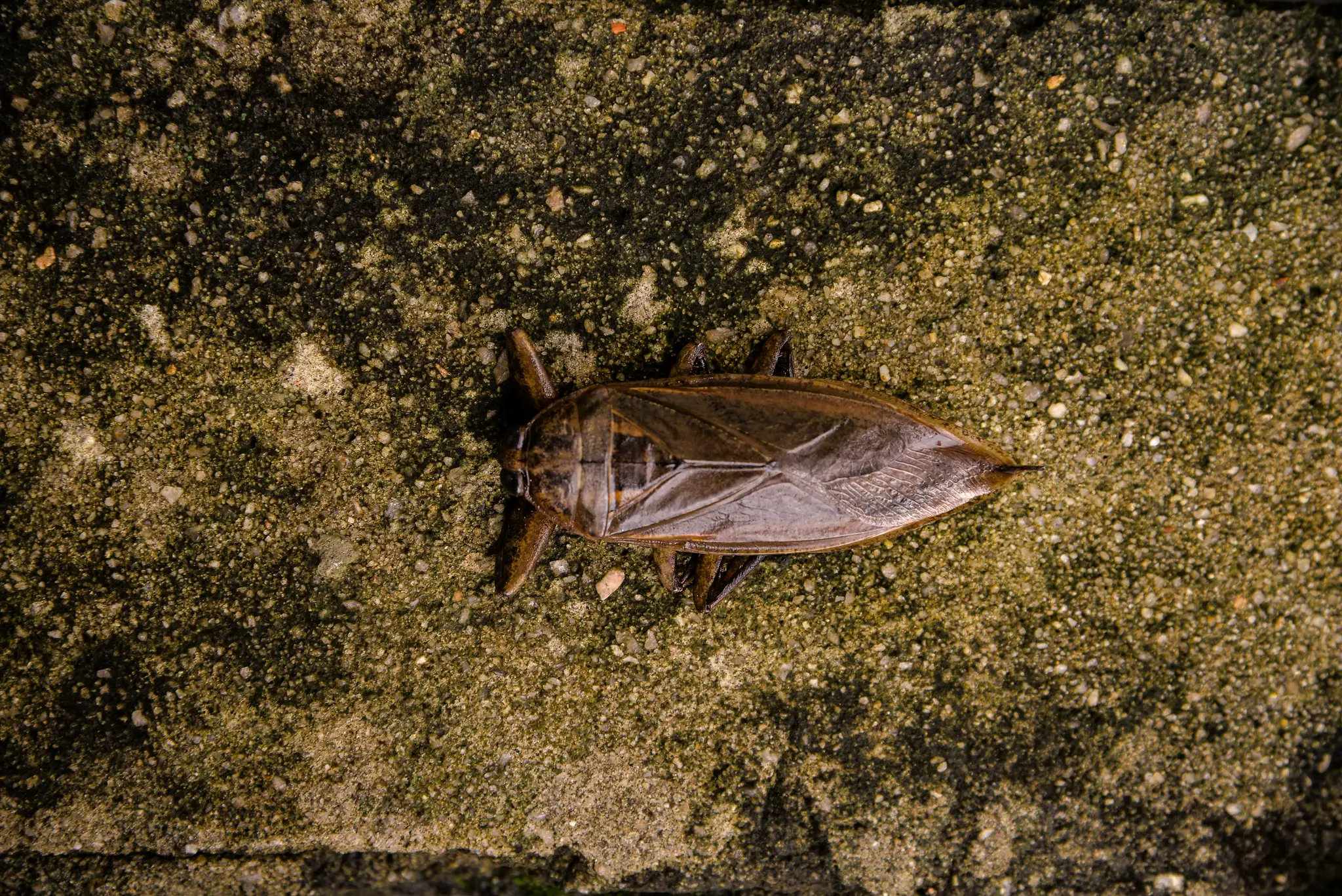 Belostóma veľká (lat. Lethocerus patruelis)