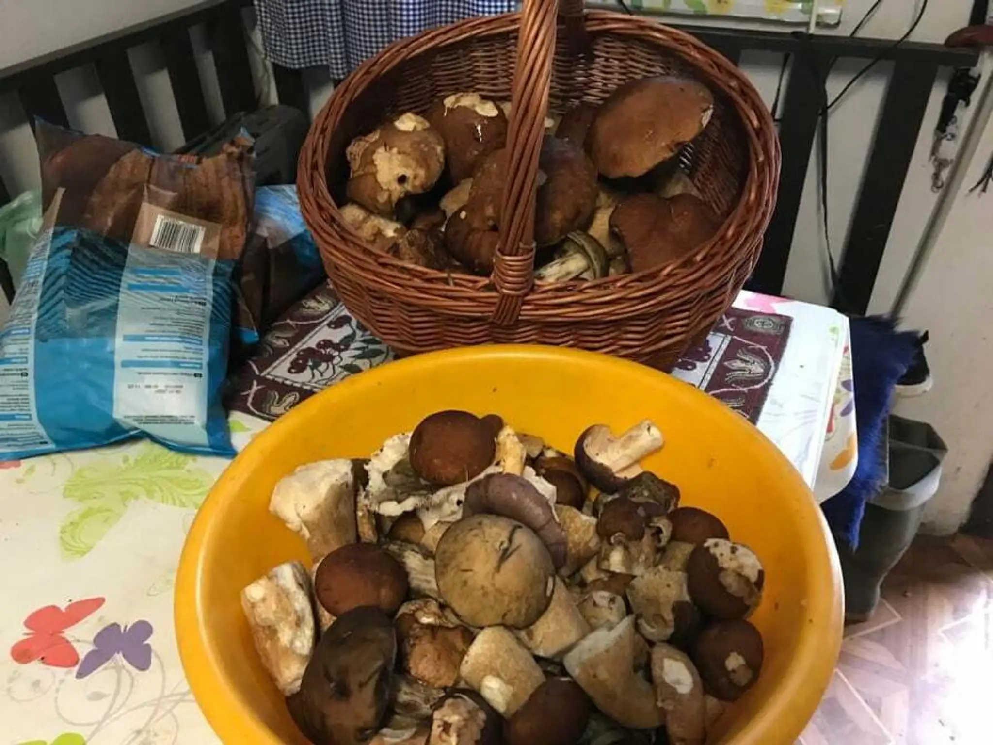 Sezóna sa začala, v lese na vás čakajú takéto kúsky.