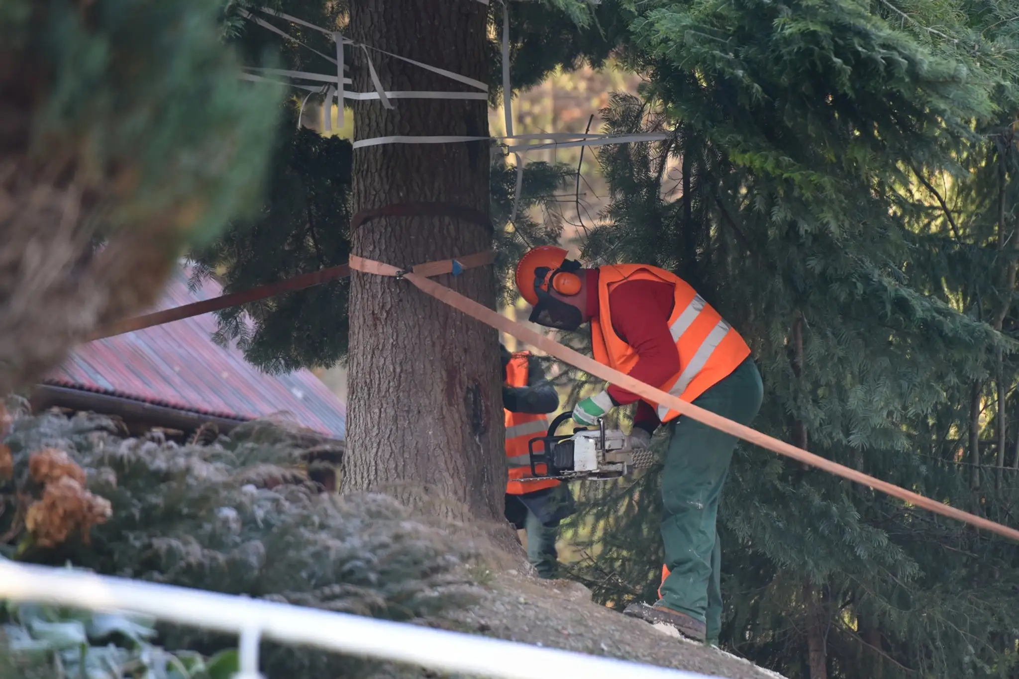 Na snímke stínanie a príprava vianočného stromčeka z Horných Orešian na presun do Bruselu