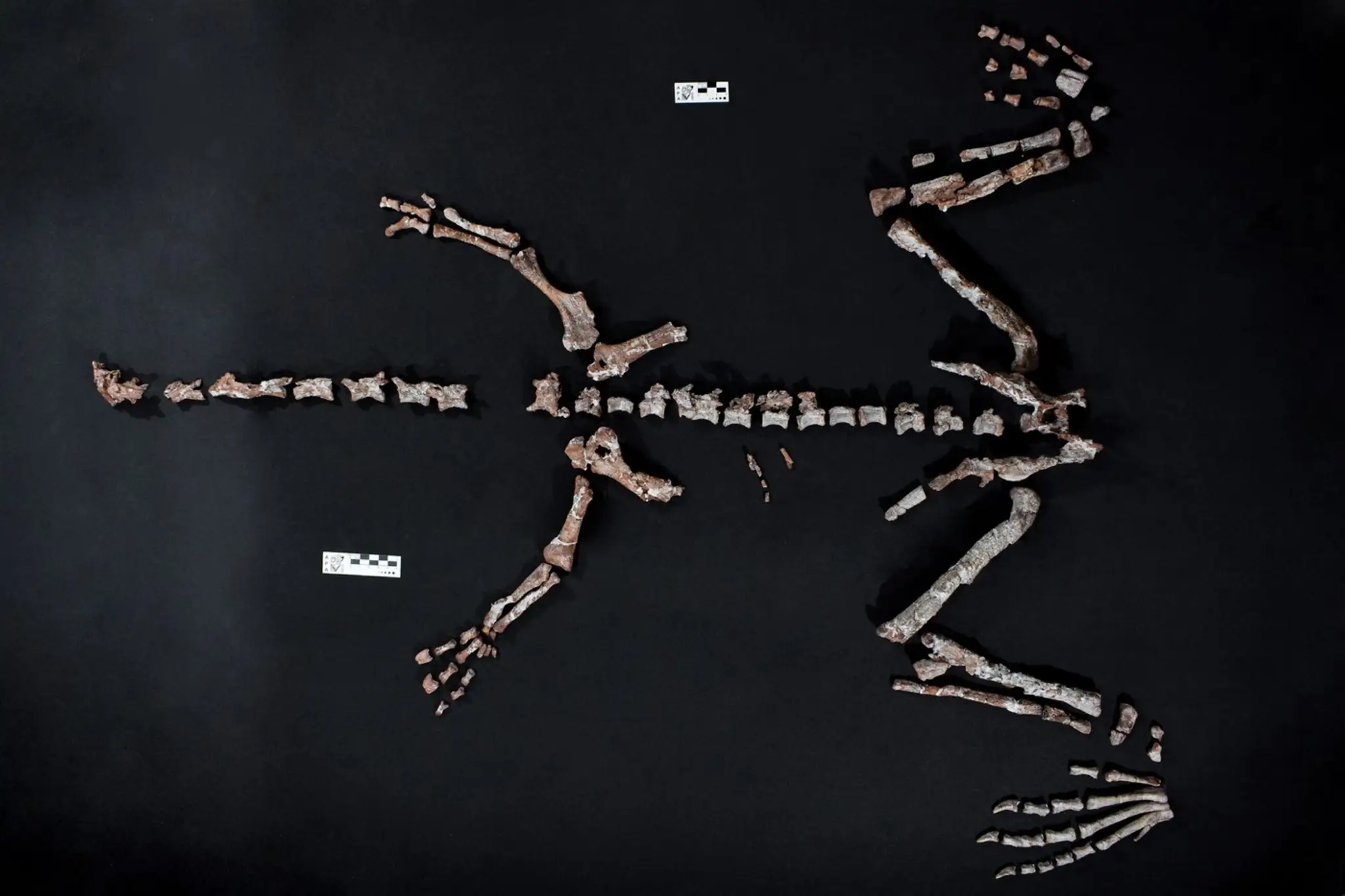 FOTO + VIDEO: V Argentíne objavili takmer kompletnú kostru jedného z najstarších dinosaurov