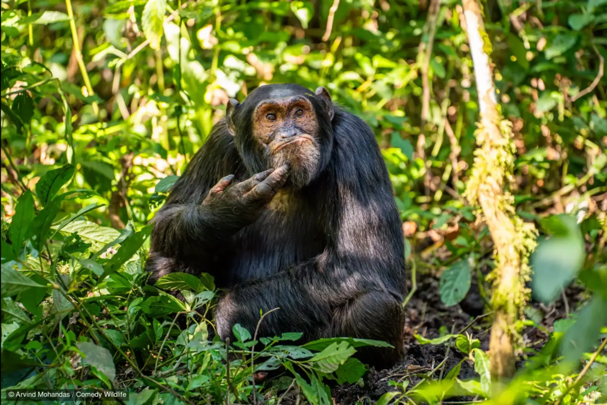 The Contemplative Chimpanzee