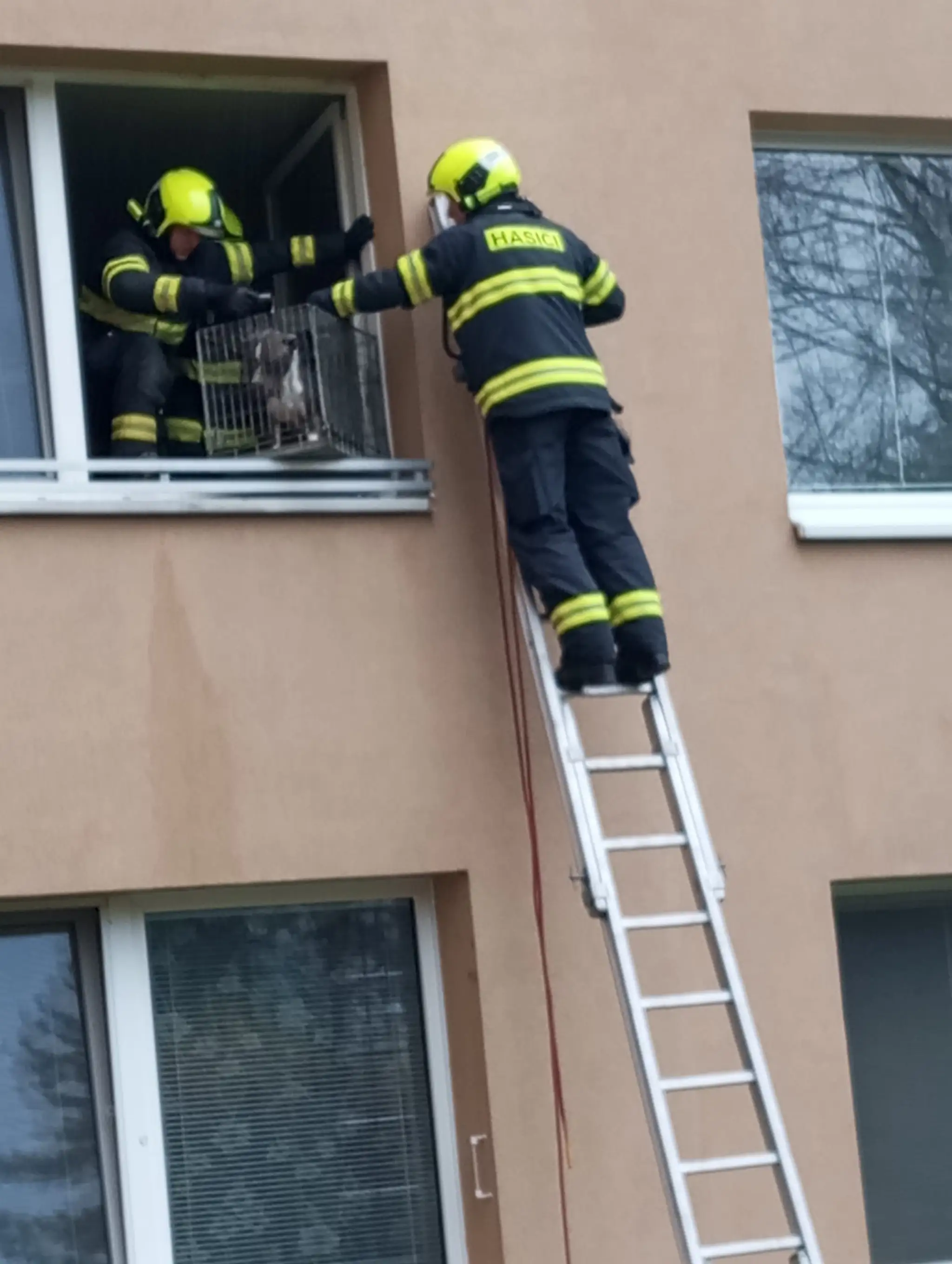 Týraného psíka zachránili hasiči cez okno.