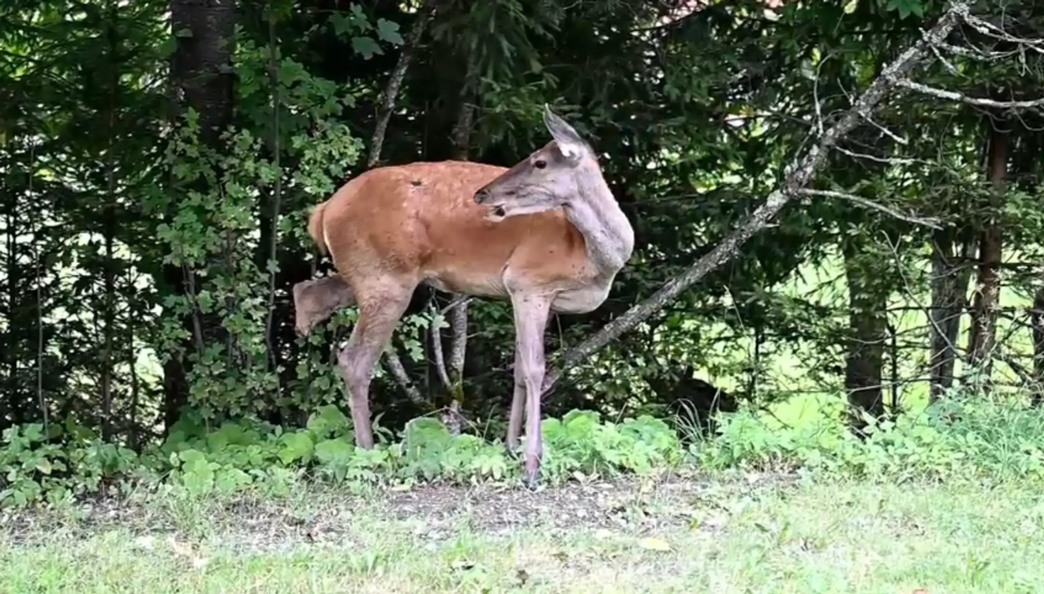 Na snímke hendikepovaná laň z Tatier, ktorá má iba tri nohy a prežila piatu krutú zimu.