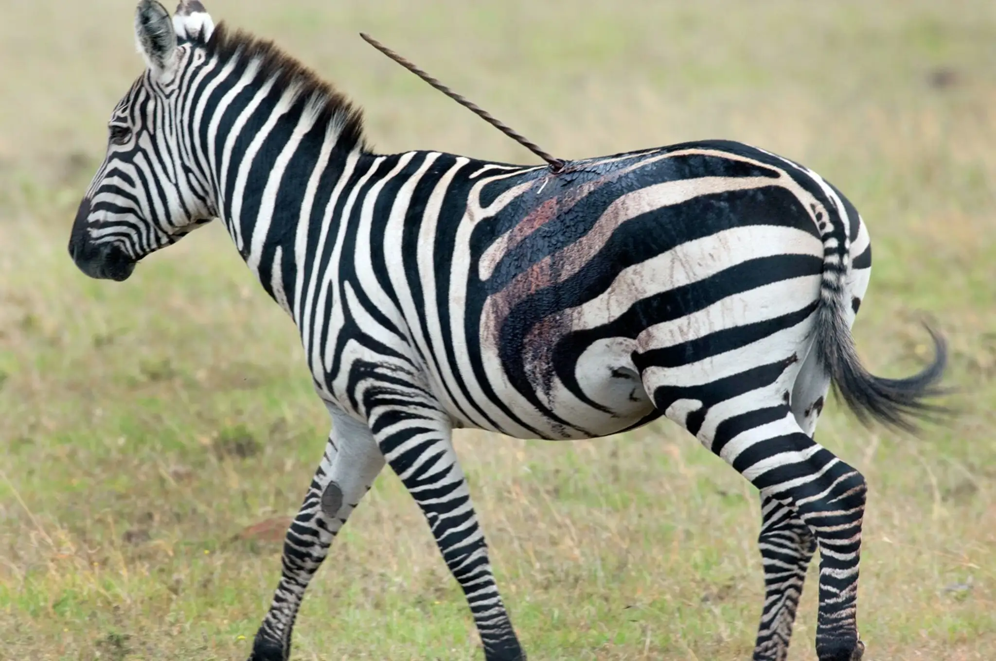 Zebra so zapichnutým oštepom.