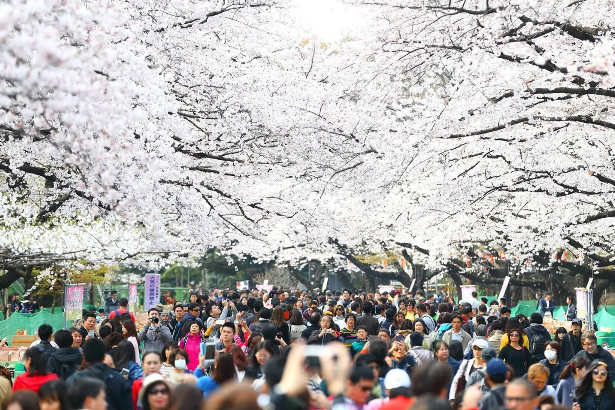 Hanami alebo japonský div sveta.