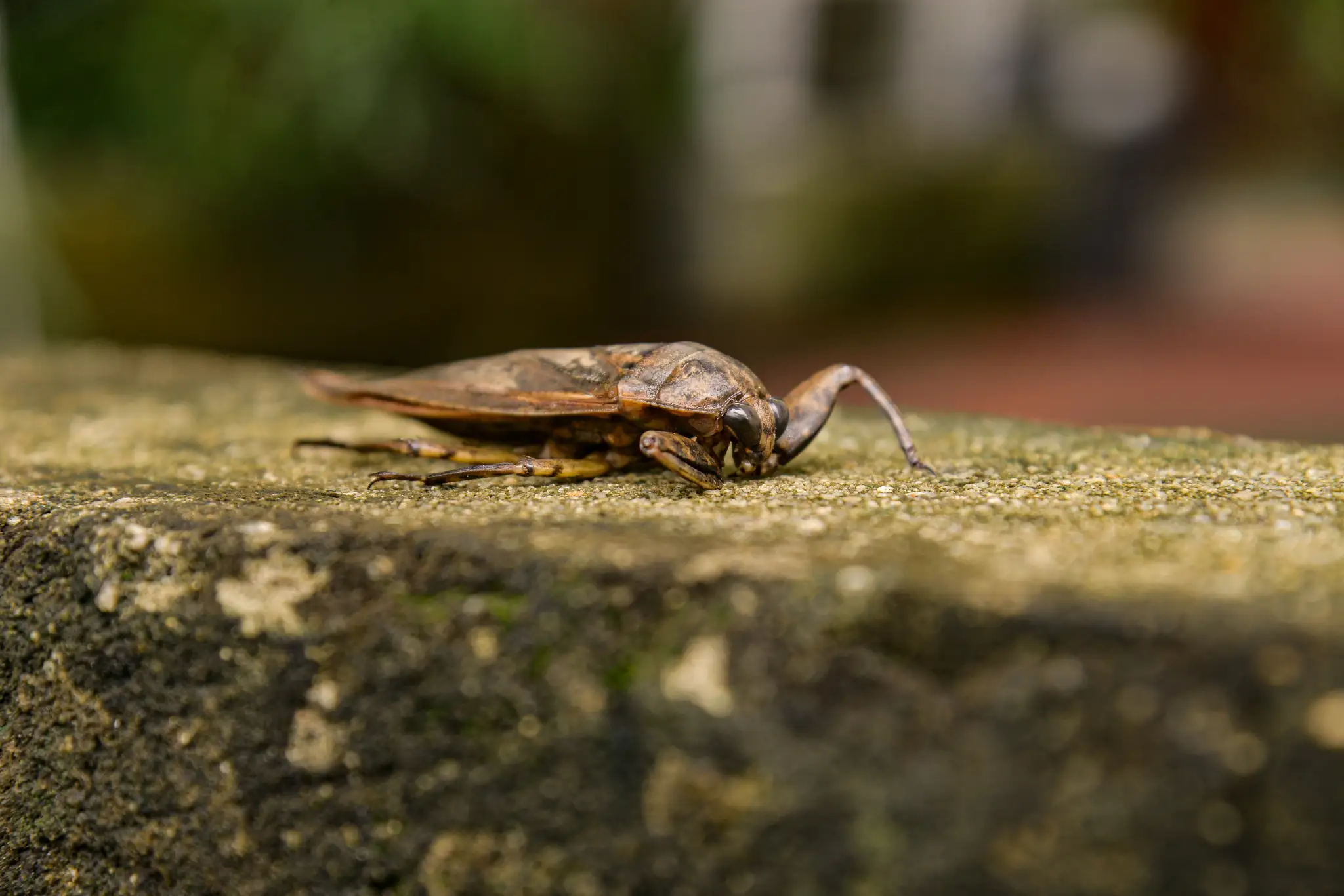 Belostóma veľká (lat. Lethocerus patruelis)