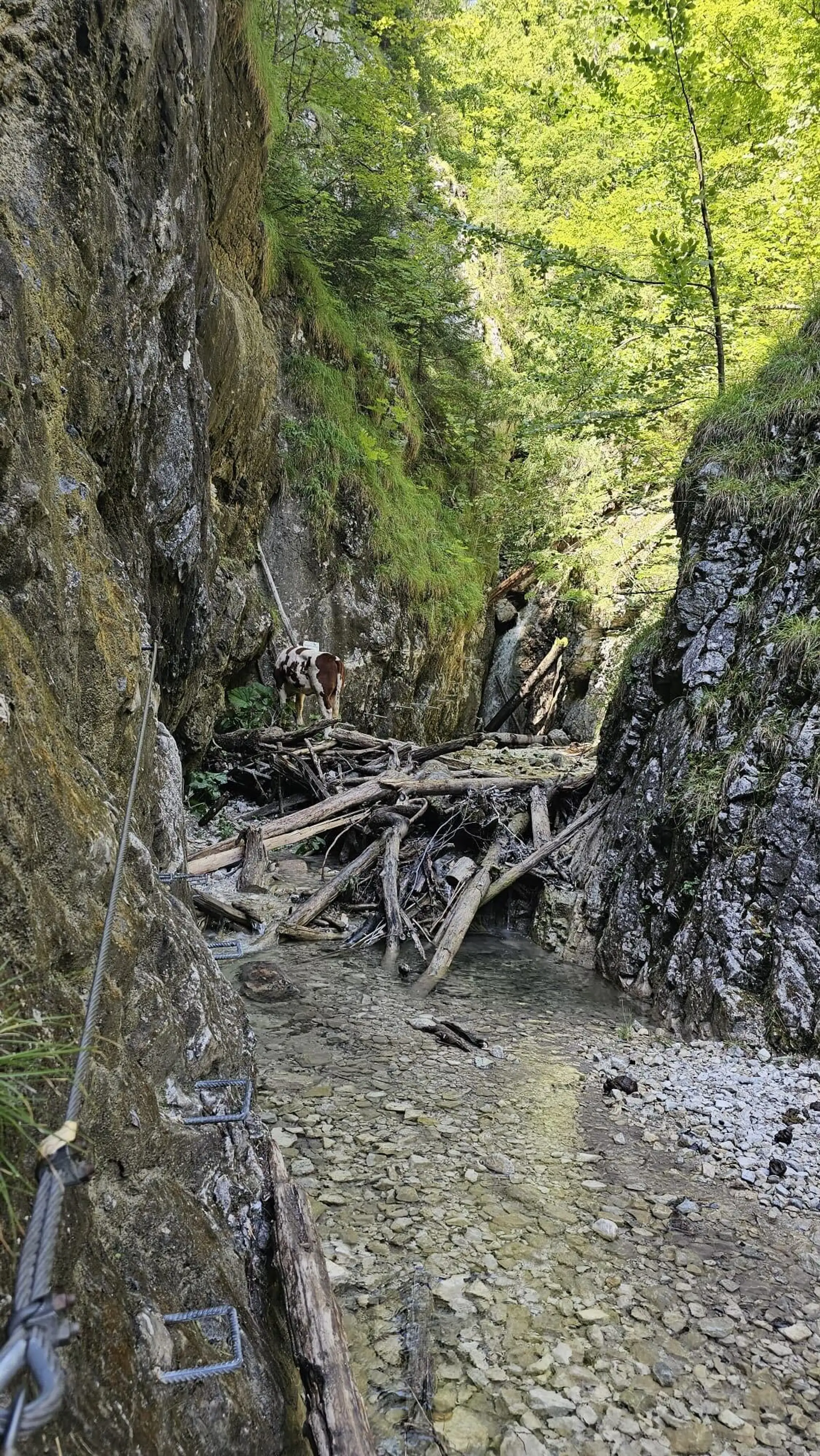 Krava uviazla na ferate.