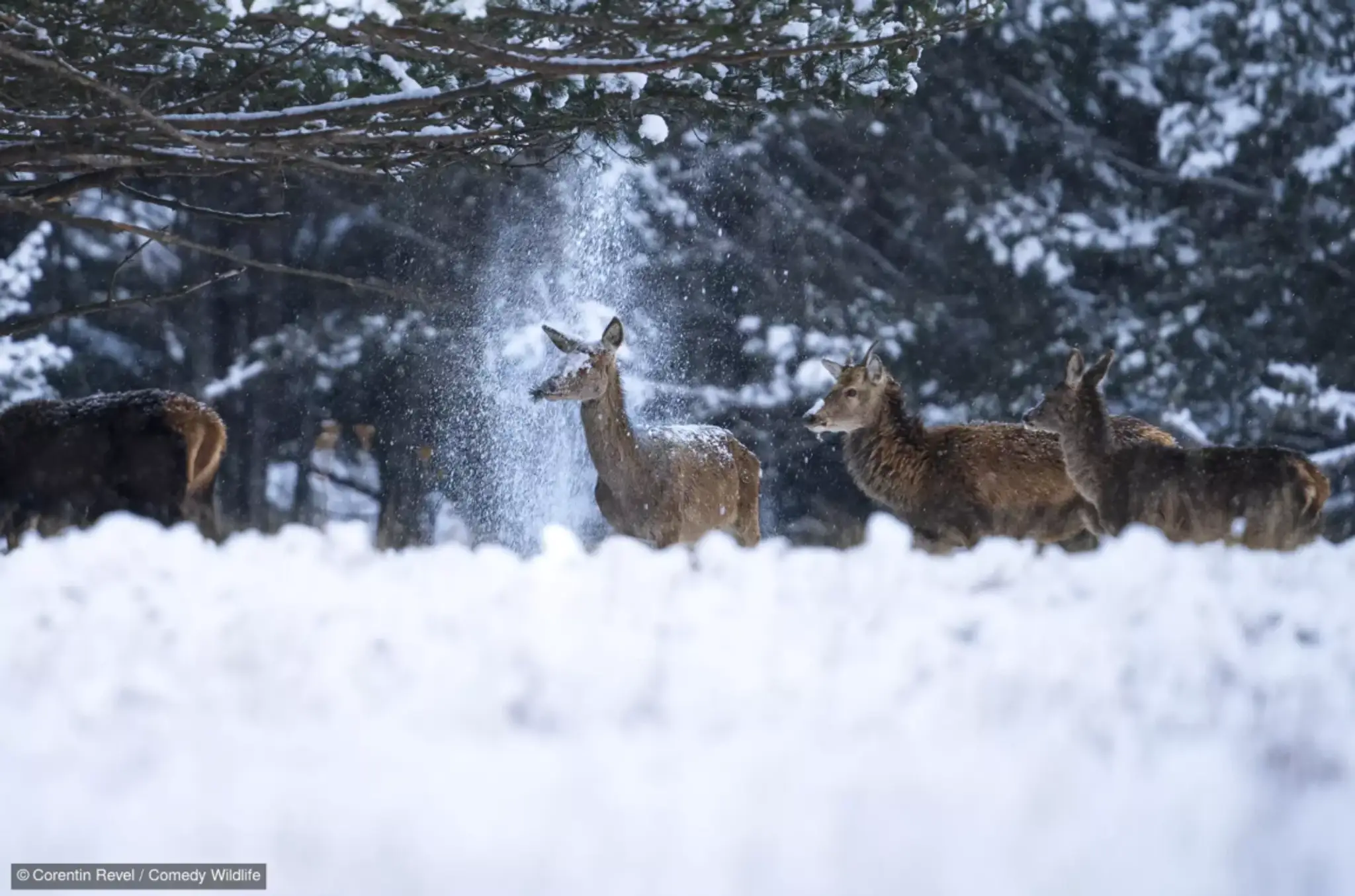 Cold Shower
