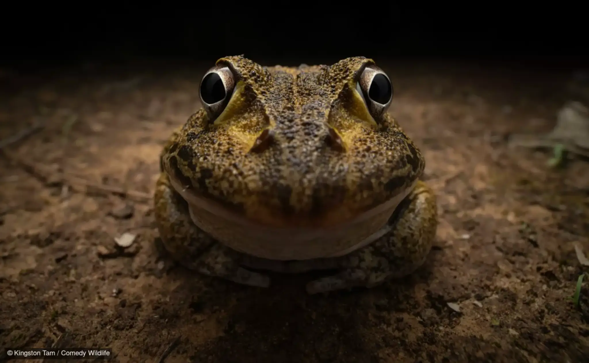 Awkward smiley frog