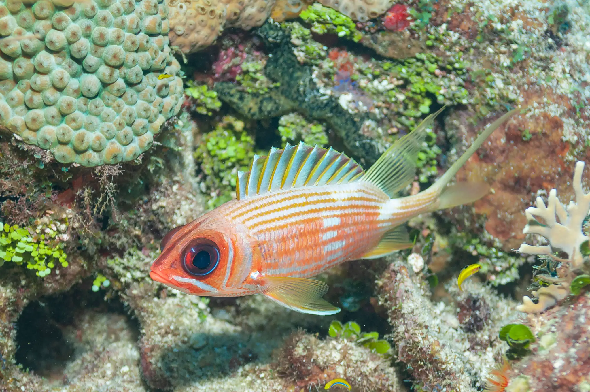 Holocentrus adscensionis.