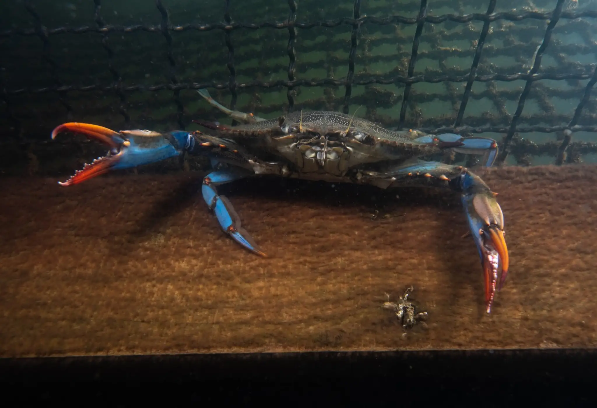 Krab modrý (lat. Callinectes sapidus).