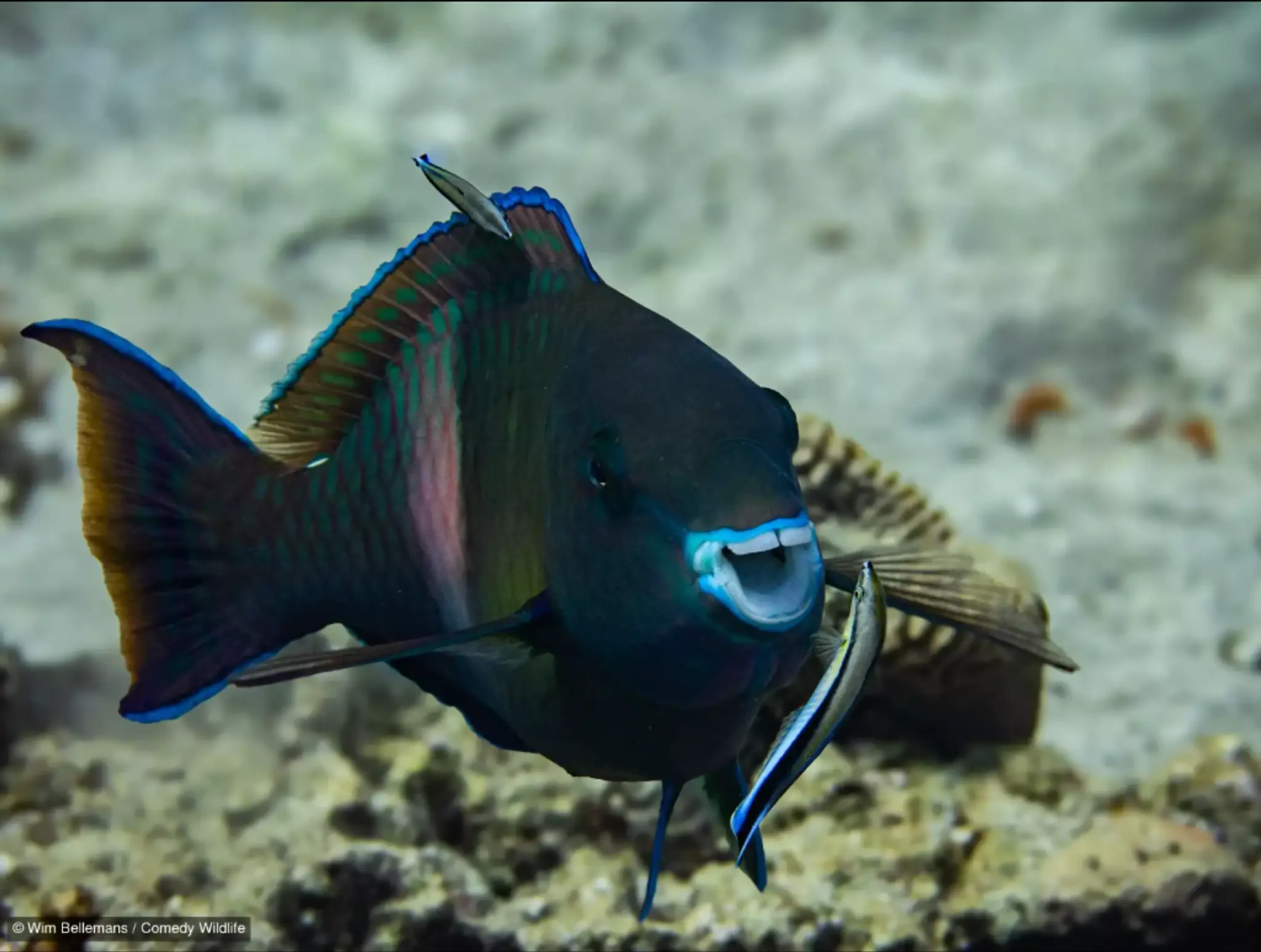 Parrot fish likes to be washed