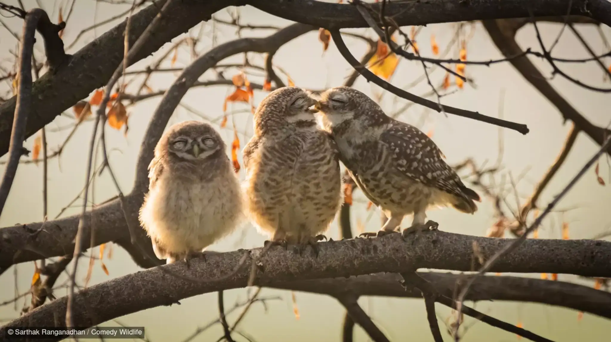 Smooching owlets