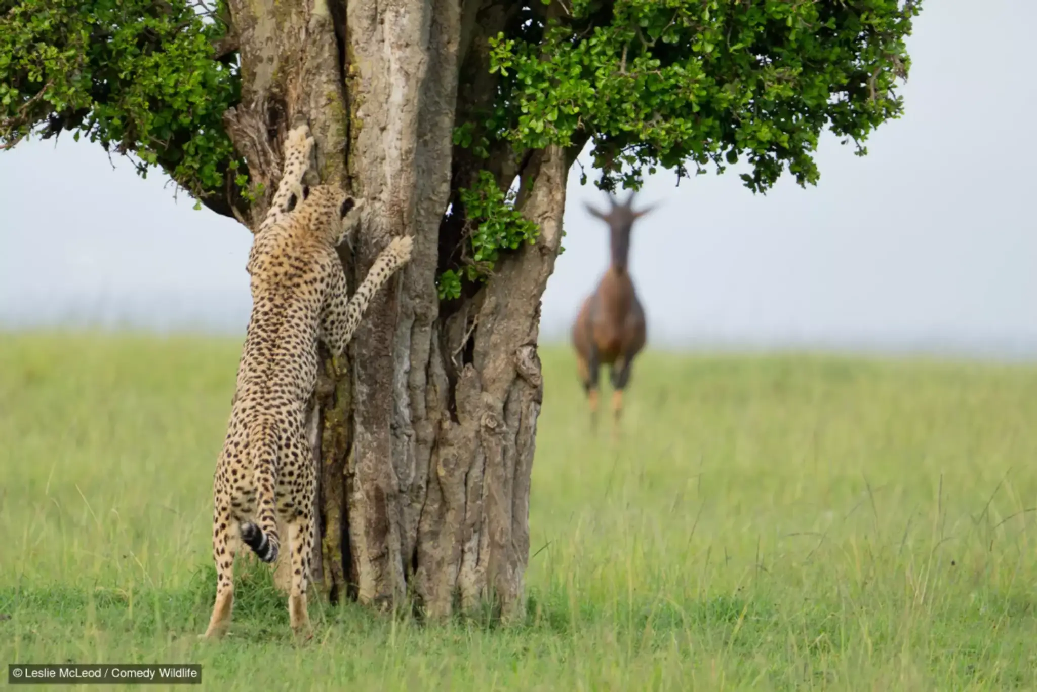 Hide and seek