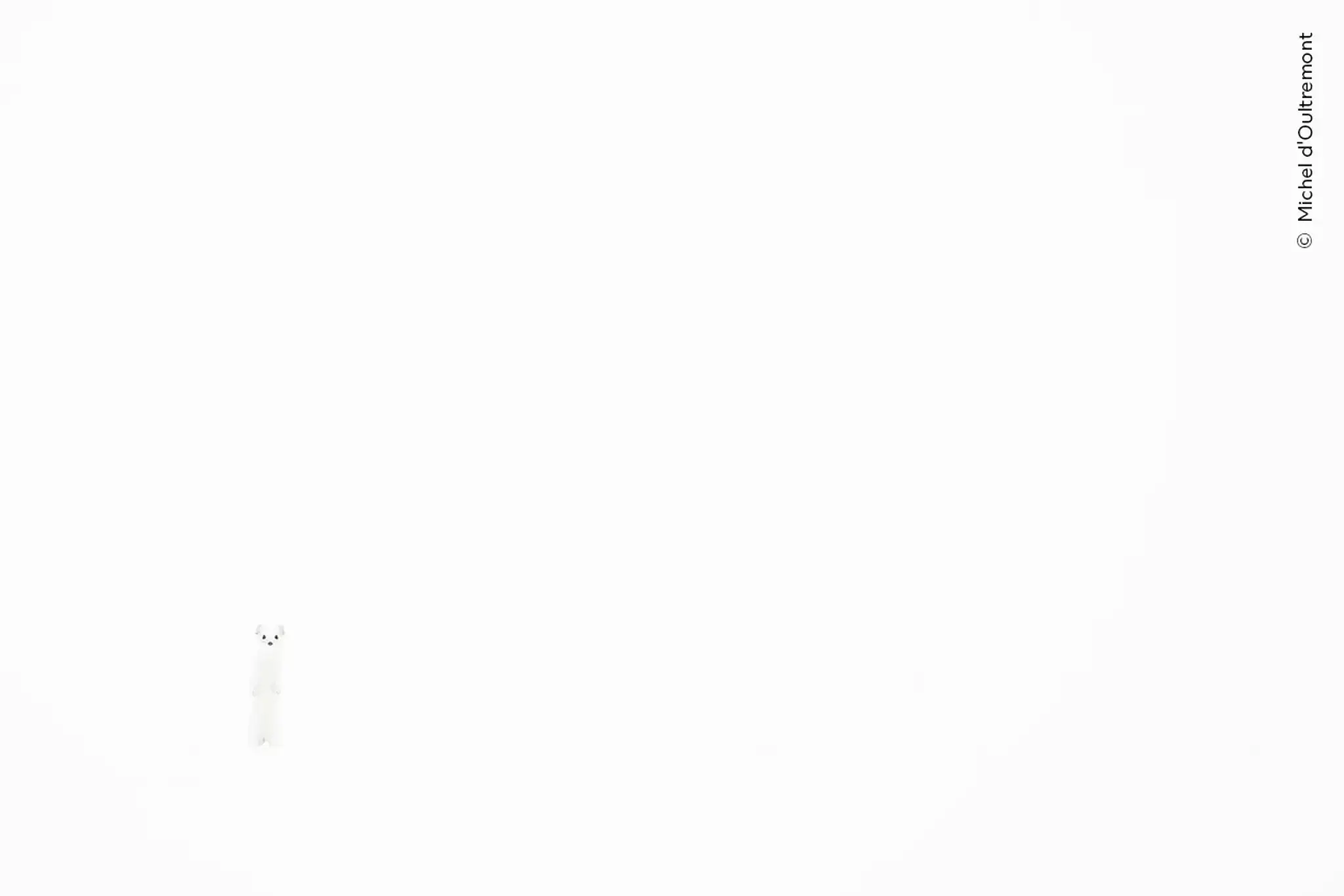 Whiteout