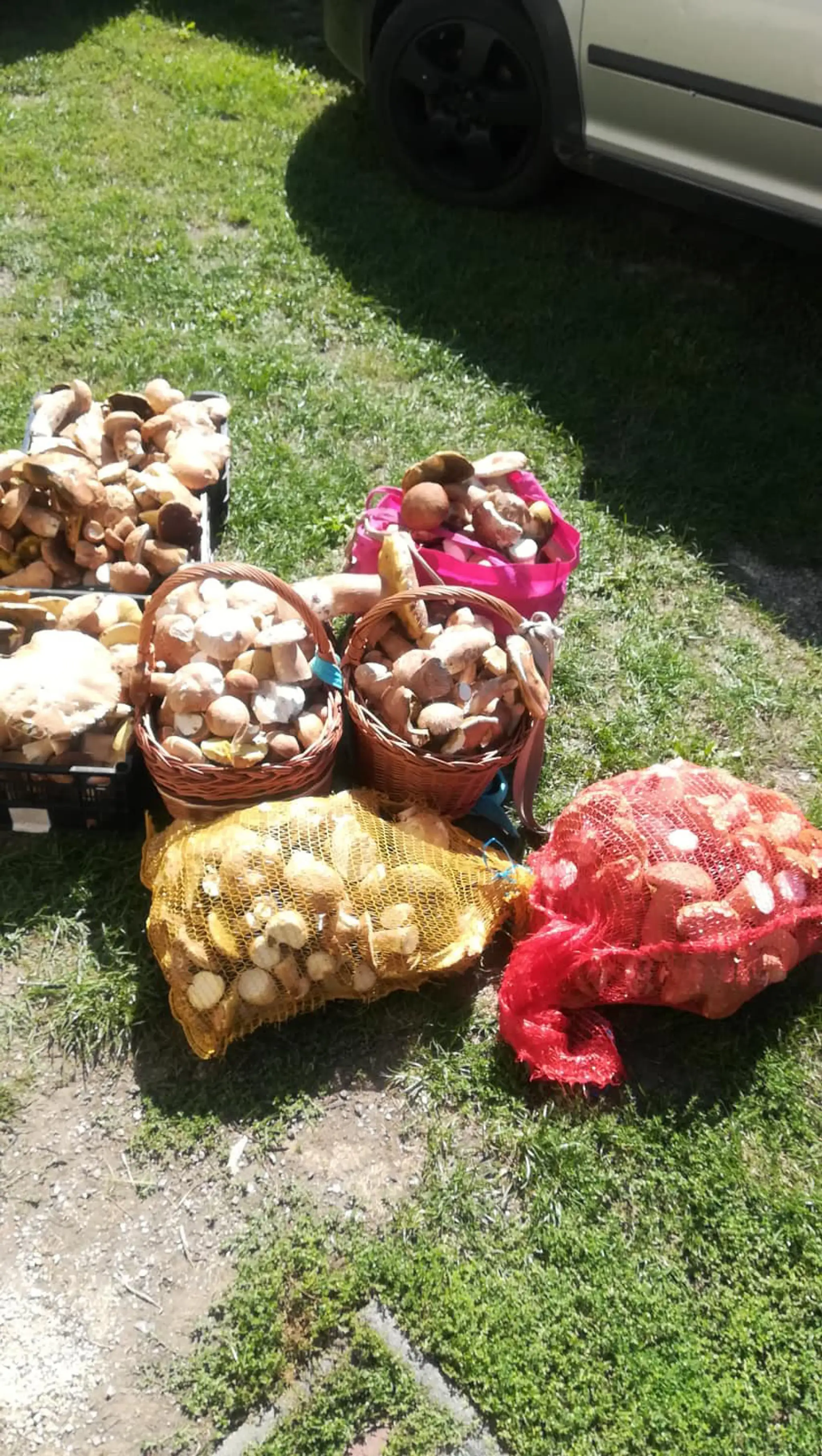 Nazbierané v nedeľu doobeda dvomi ľuďmi za štyri hodiny. Lokalita okolo Prievidze