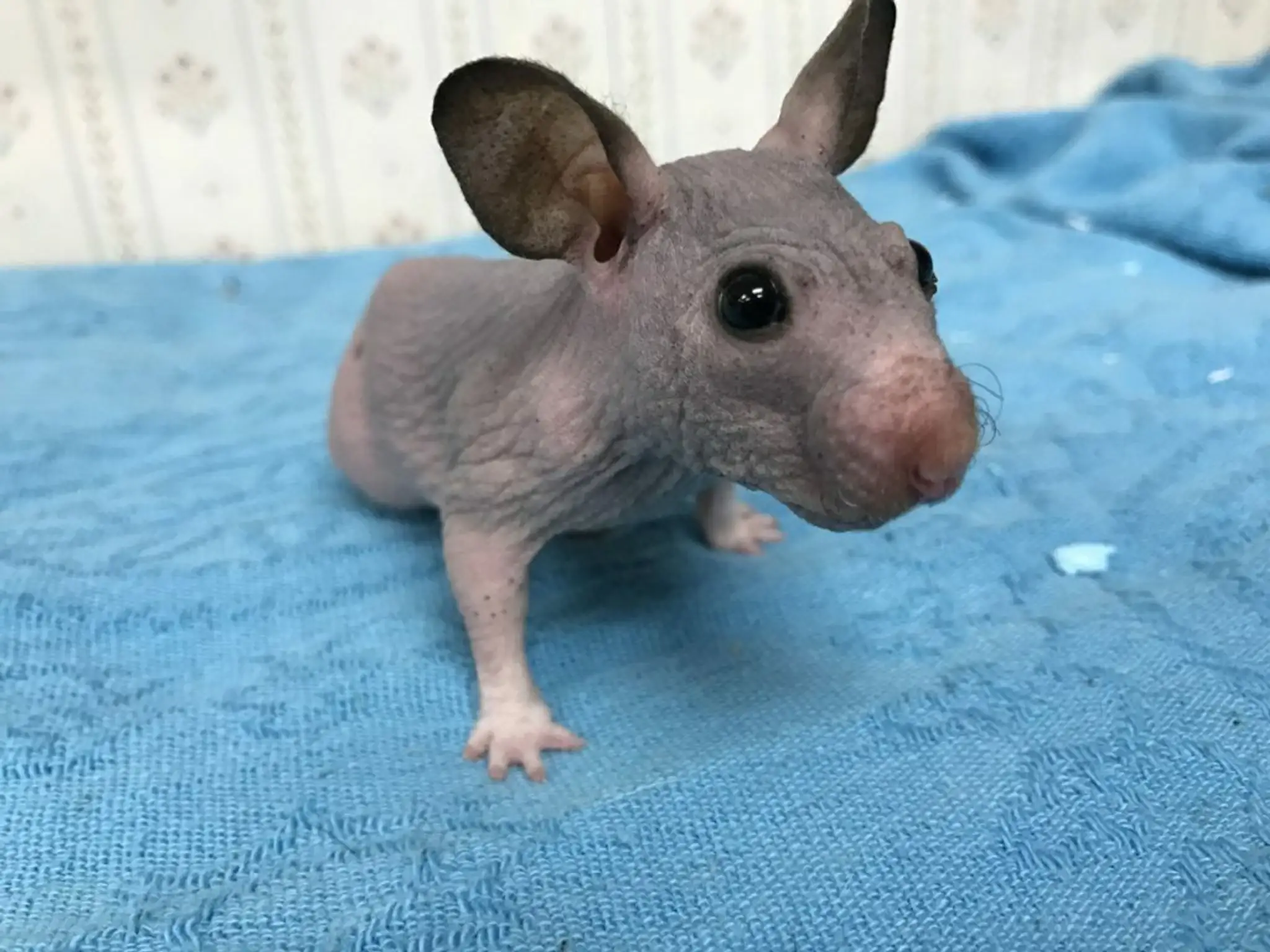 Škrečok Silky