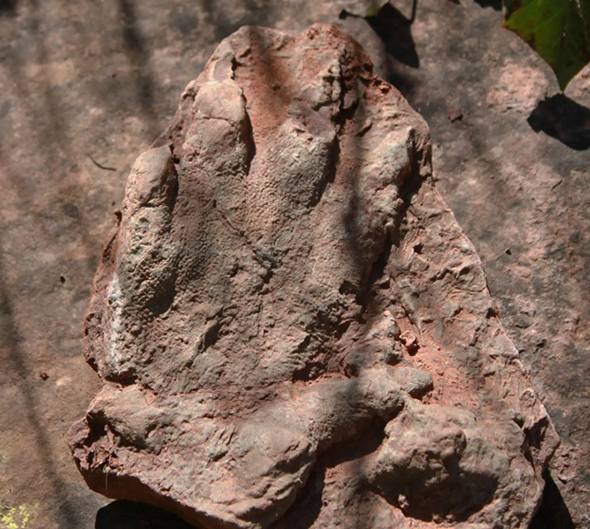 Odtlačok chodidla predchodcu dinosaura, ktorý žil pred asi 230 miliónmi rokov.