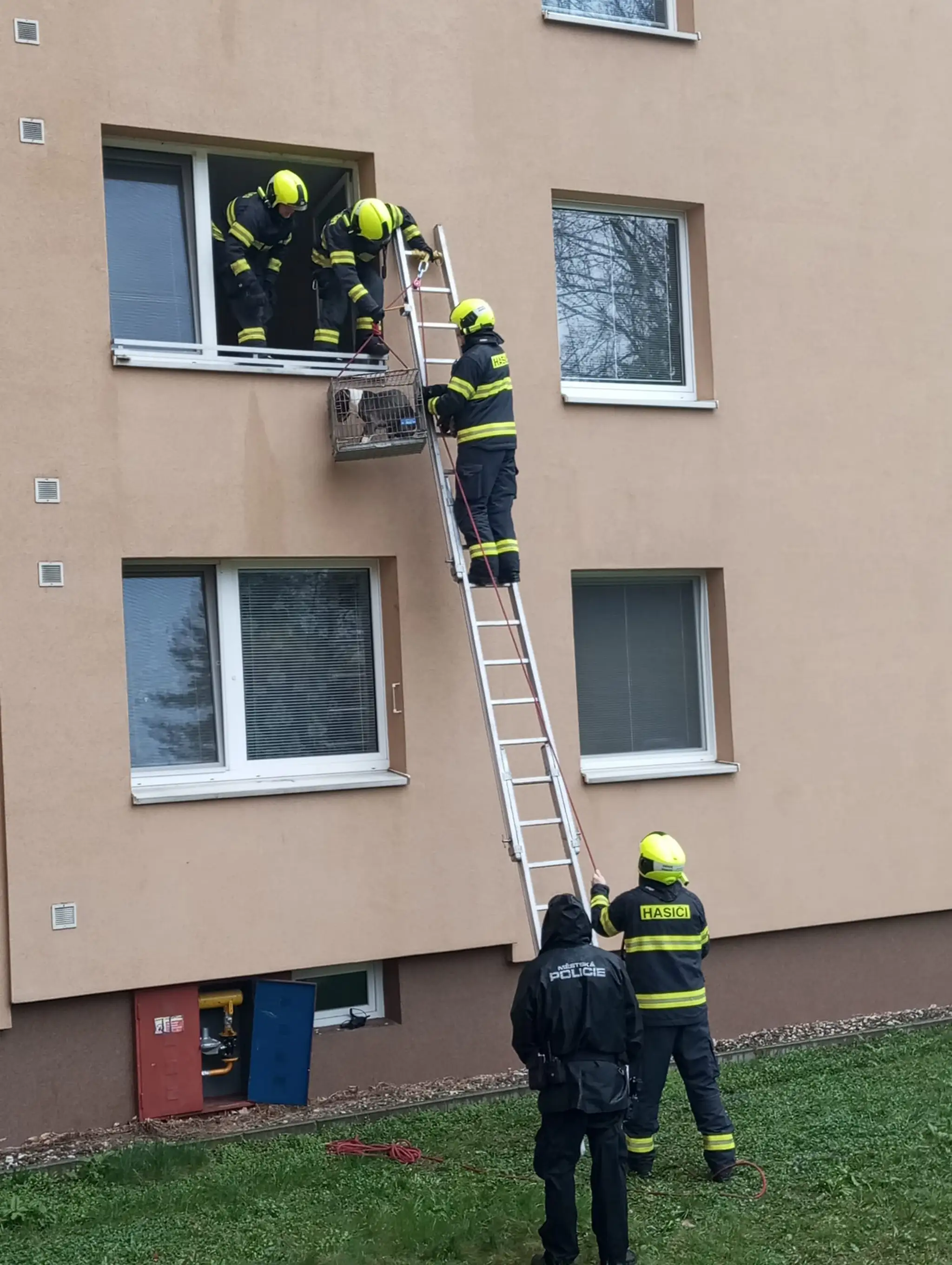 Týraného psíka zachránili hasiči cez okno.