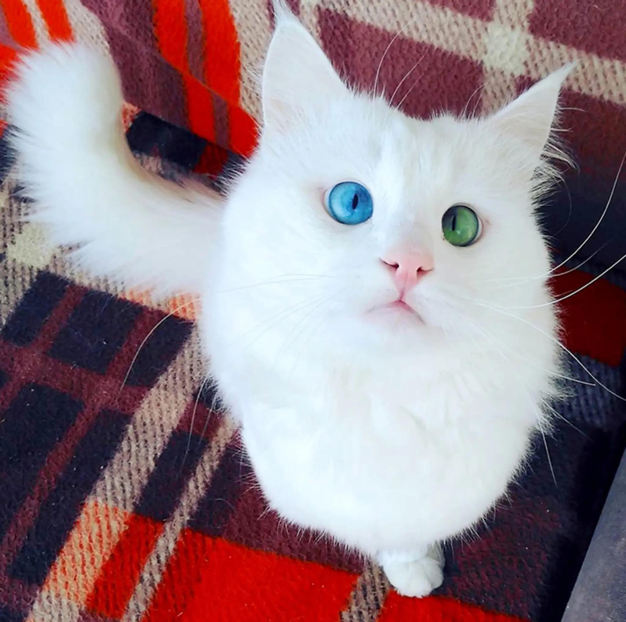 Alos je mačka, ktorá má každé oko iné a vraj má hypnotické schopnosti.