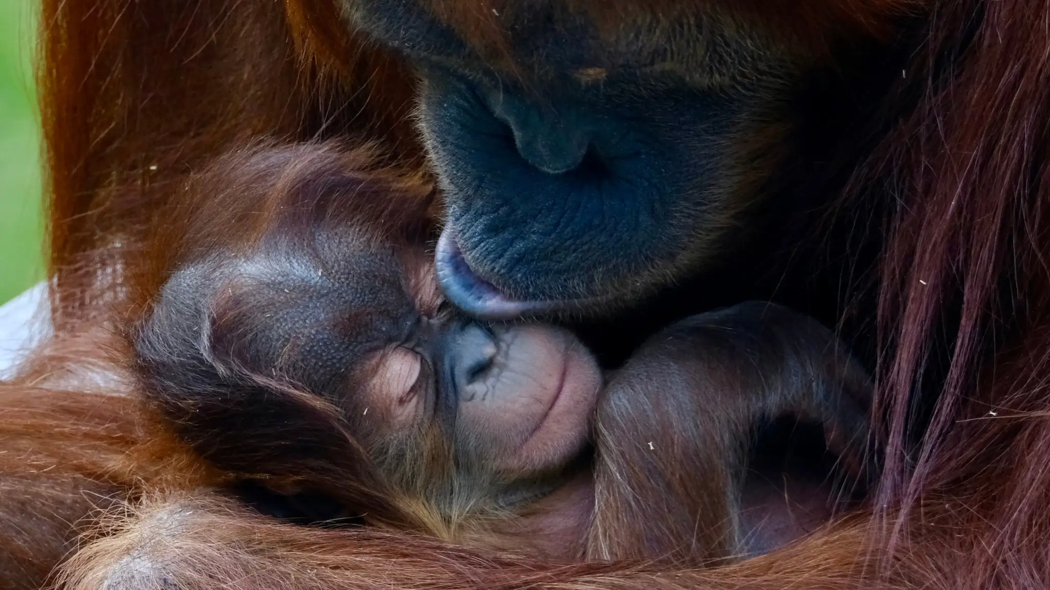 Mláďa orangutana.