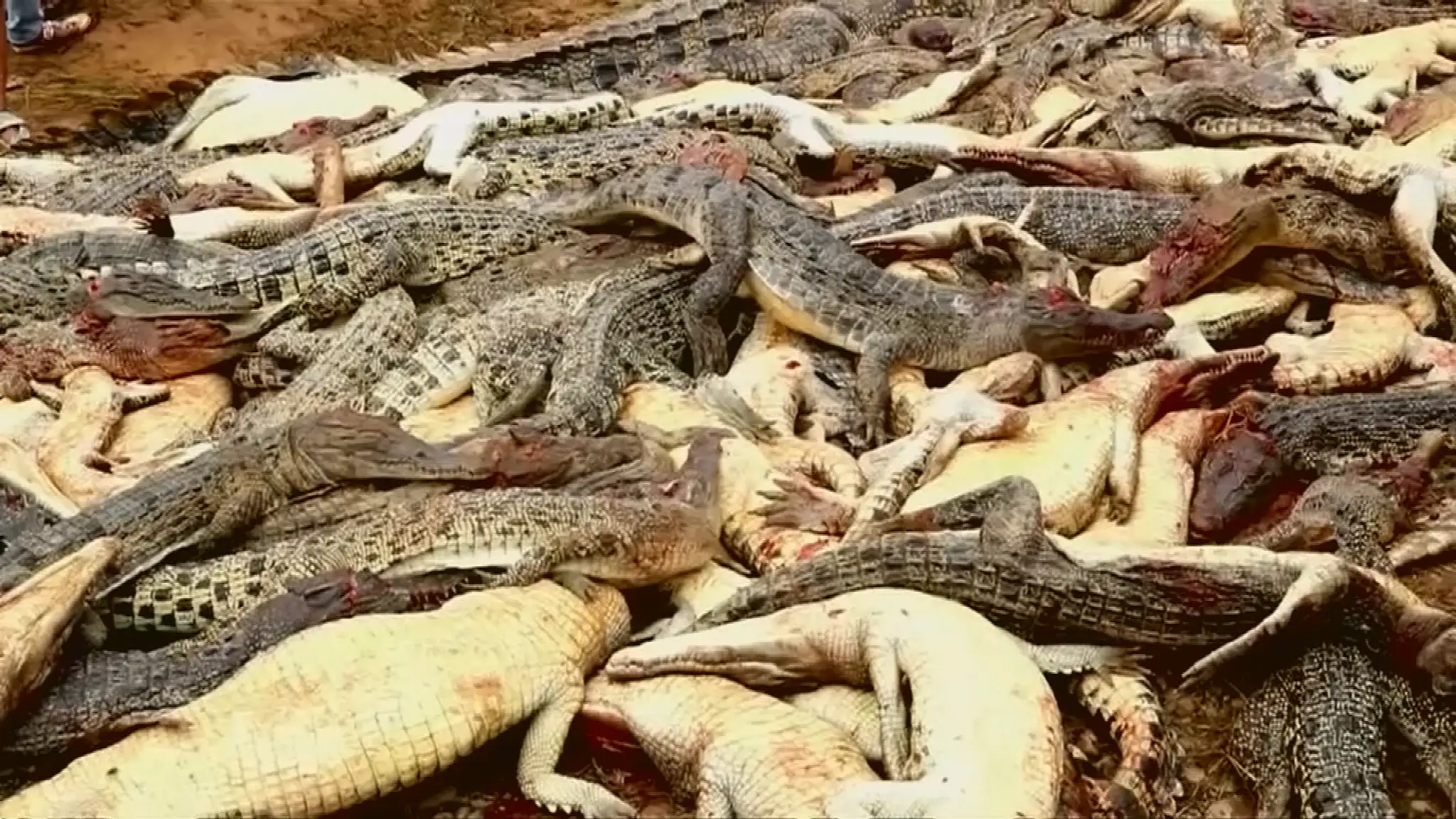 Vraždenie krokodílov v Indonézii