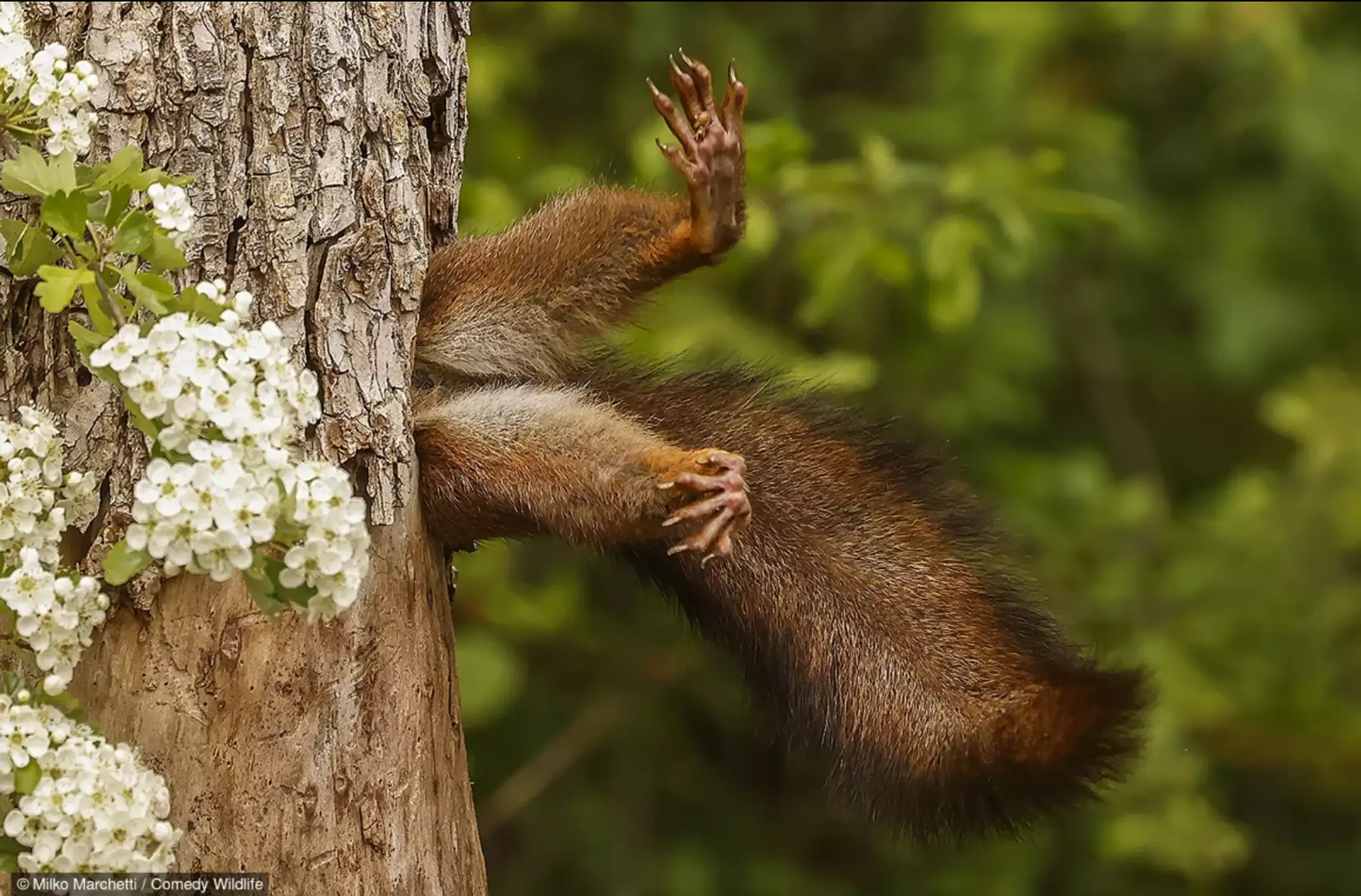 Stuck squirrel