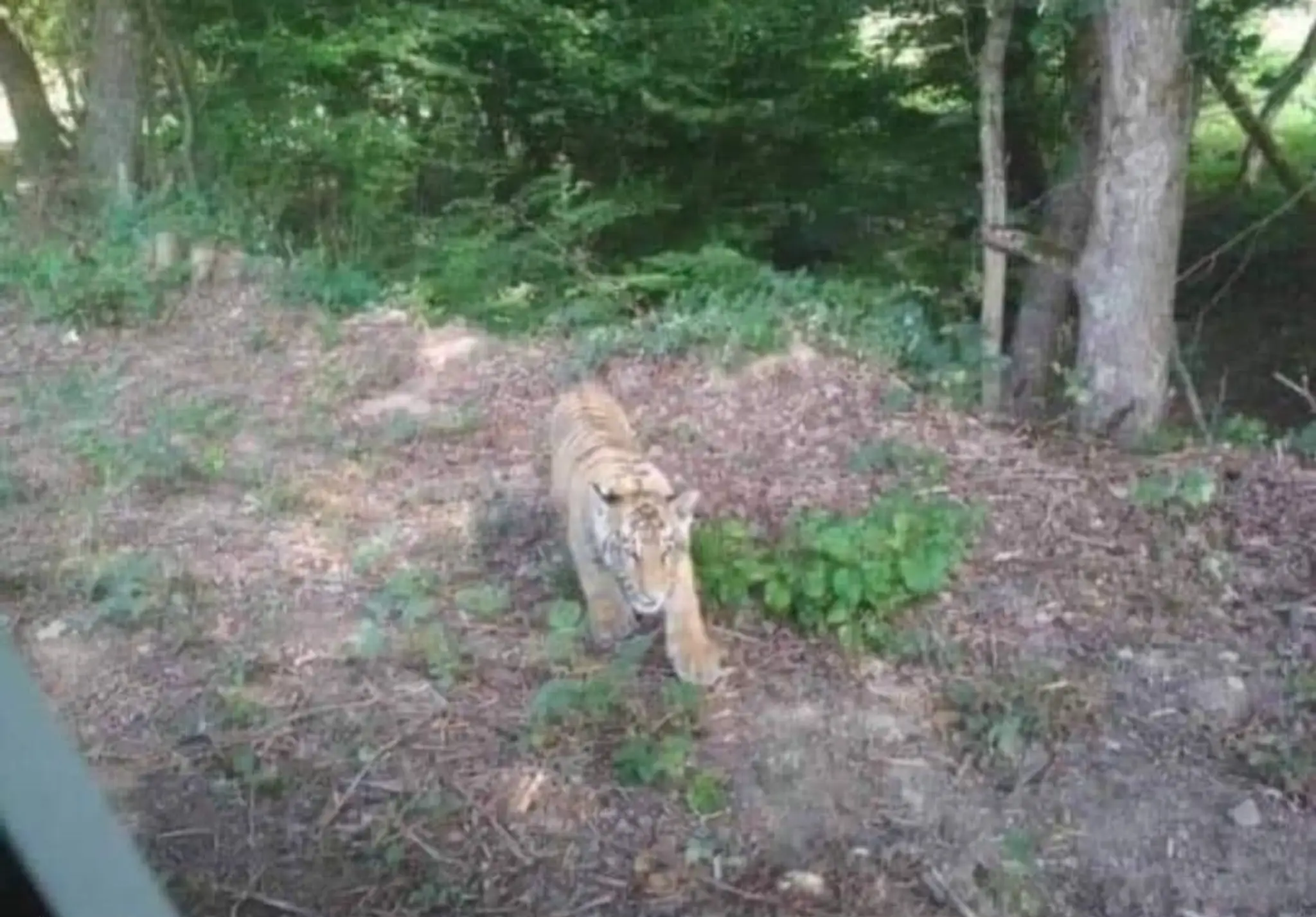 Tigra zachytila fotopasca.