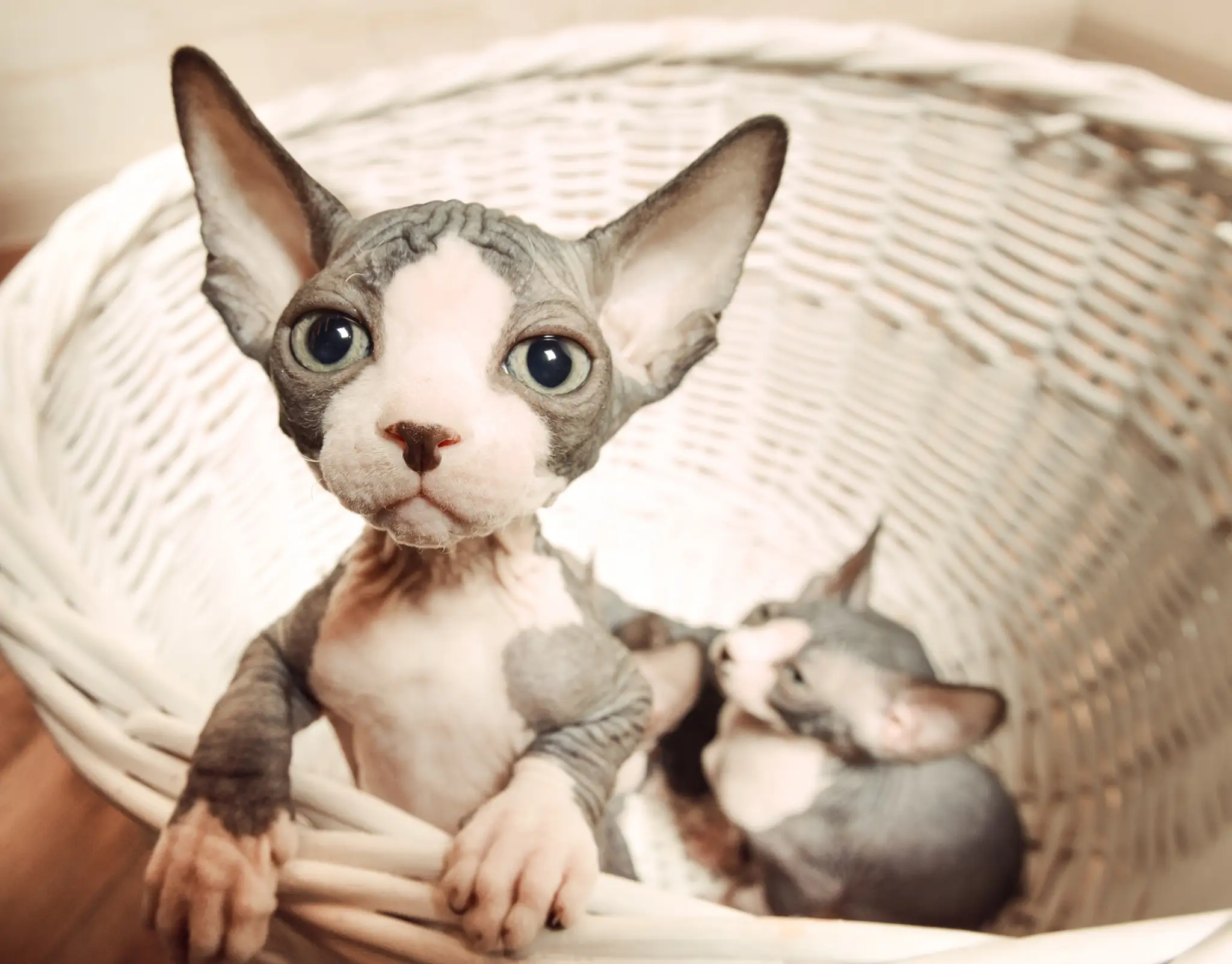 Mačiatka sphynx.