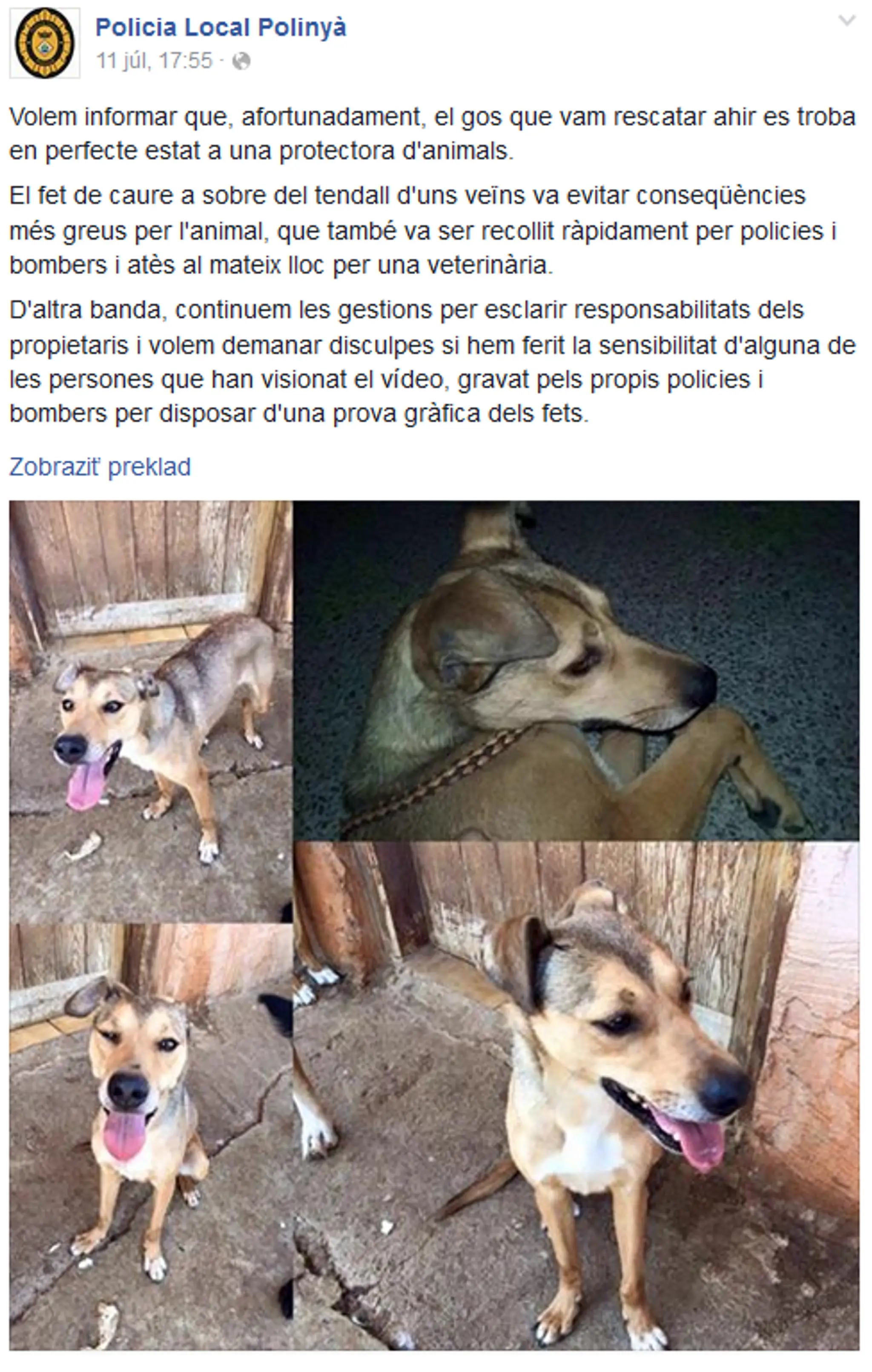 Zábery psíka po záchrane.