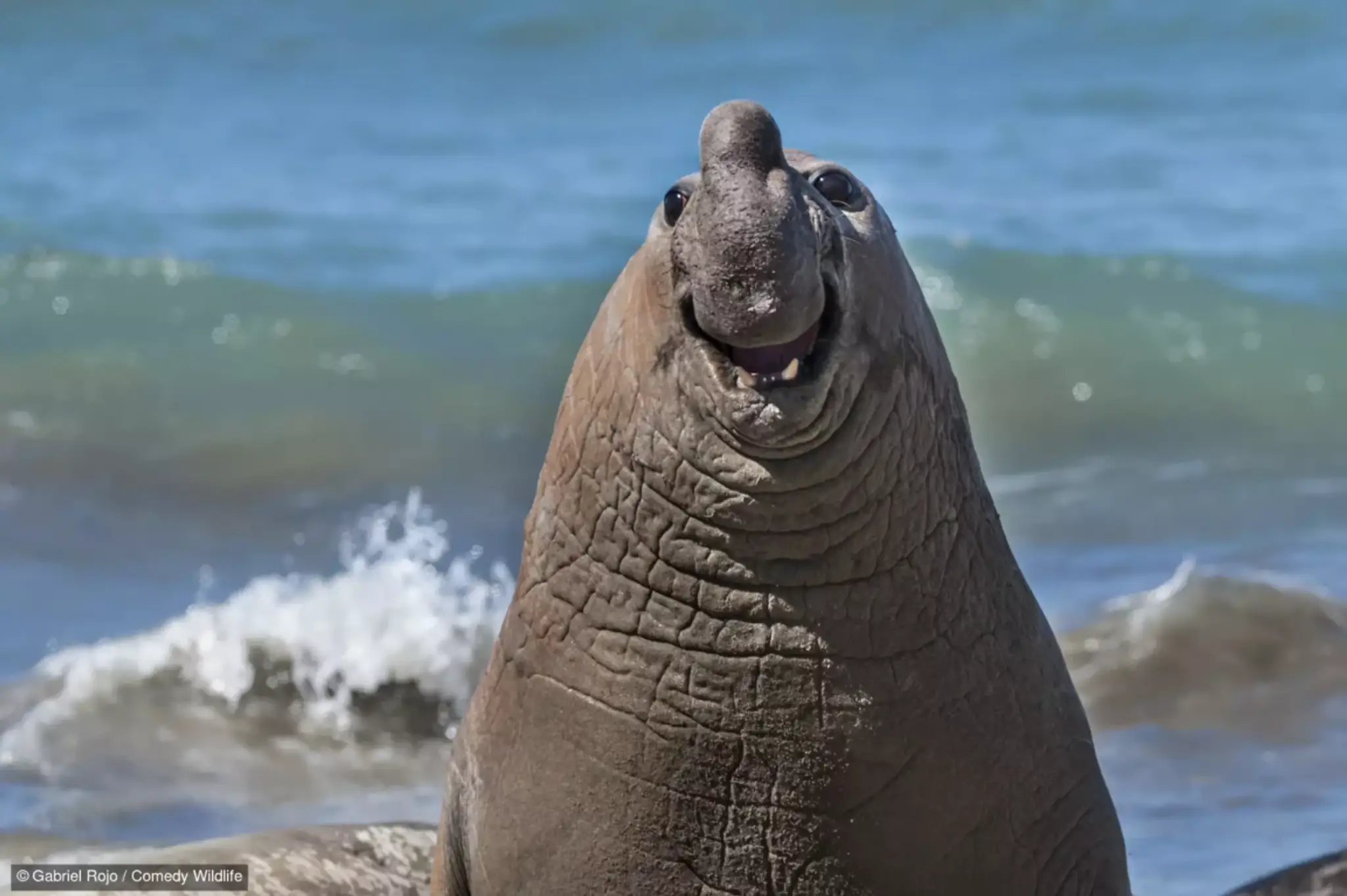 Smiley Elephant Seal