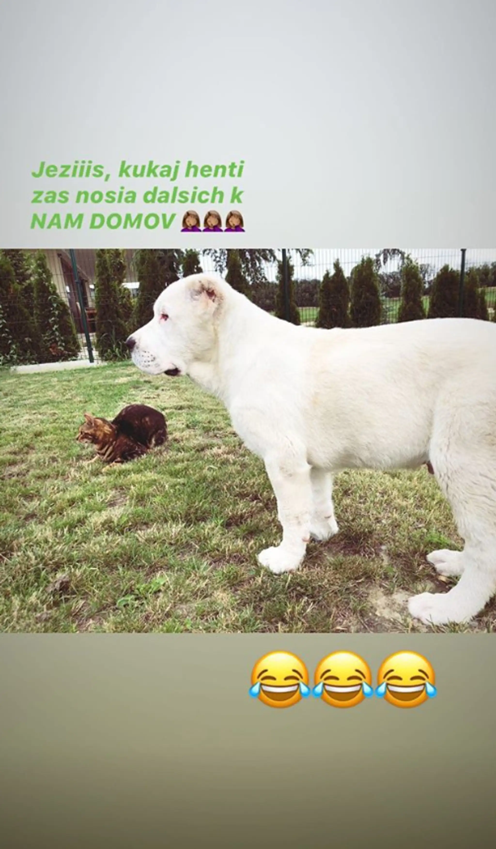 igor.jpg