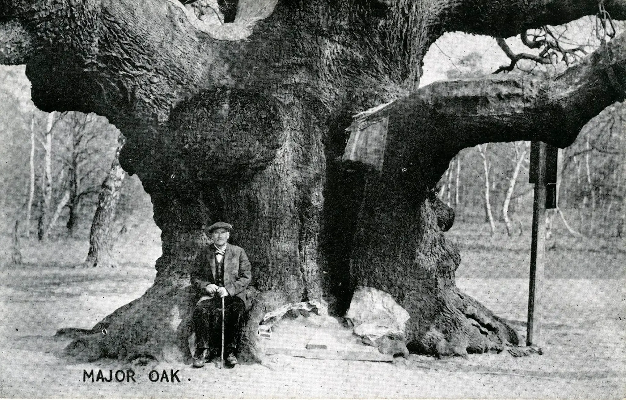 Major oak na snímke z roku 1900.