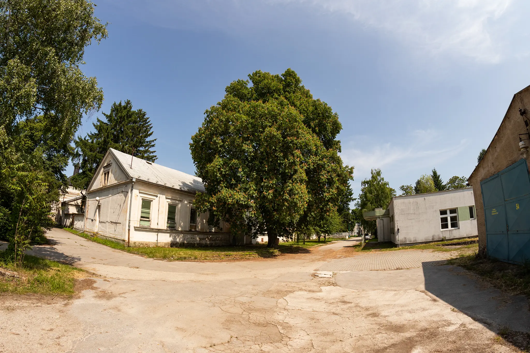 Pagaštan konský, Areál nemocnice v Topoľčanoch, 140 rokov