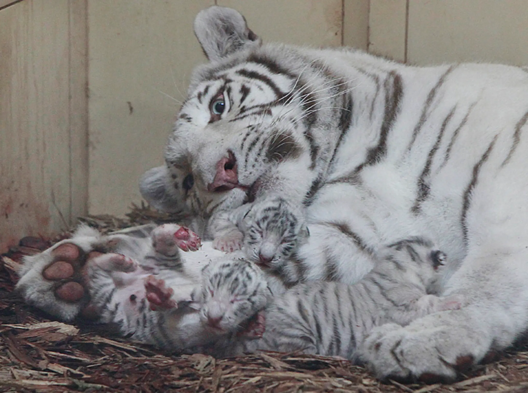 Tri mláďatá bieleho bengálskeho tigra ležia so svojou matkou Mandzi krátko po narodení v súkromnej zoo v poľskom Borysewe.