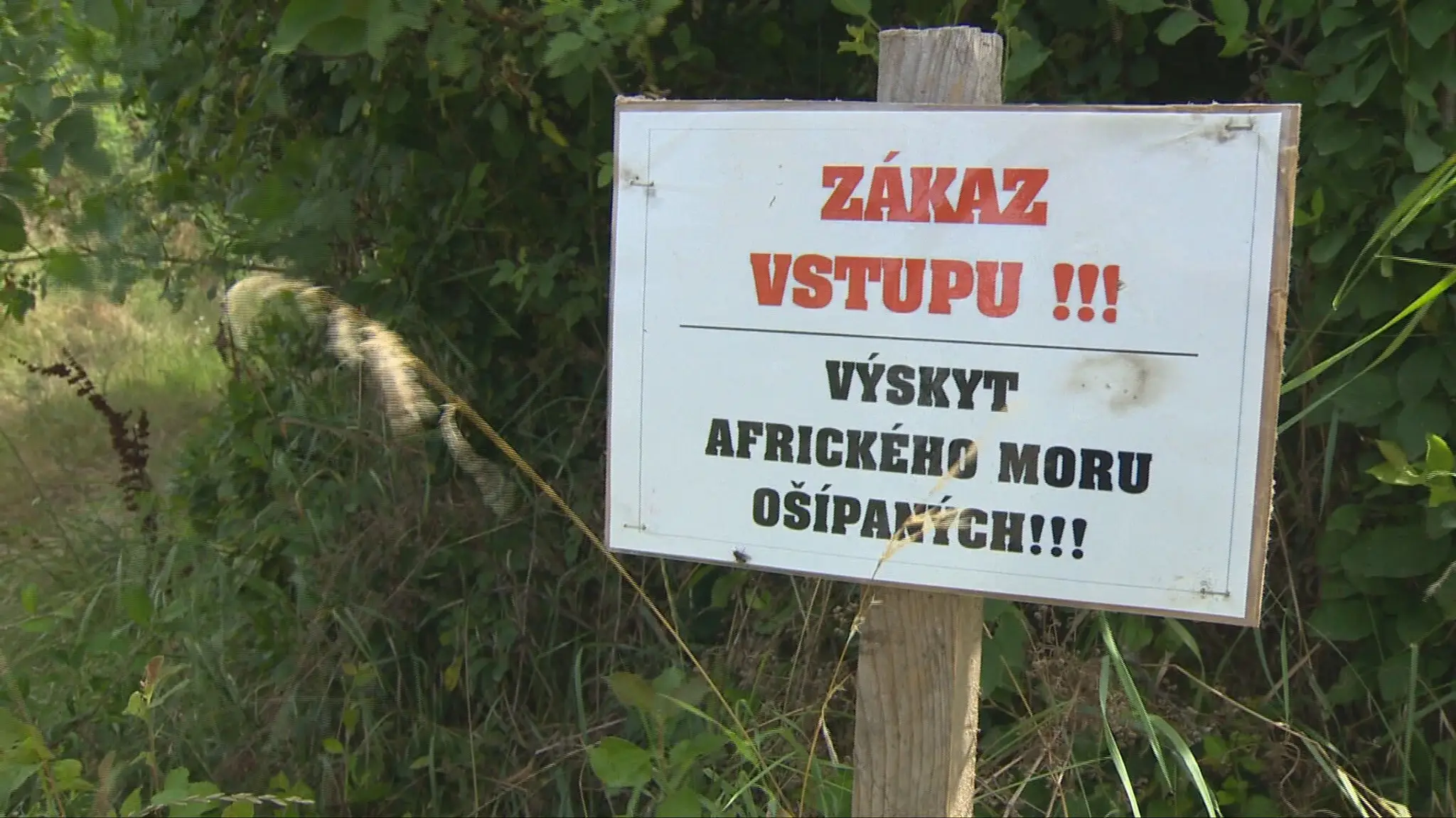 Africký mor ošípaných
