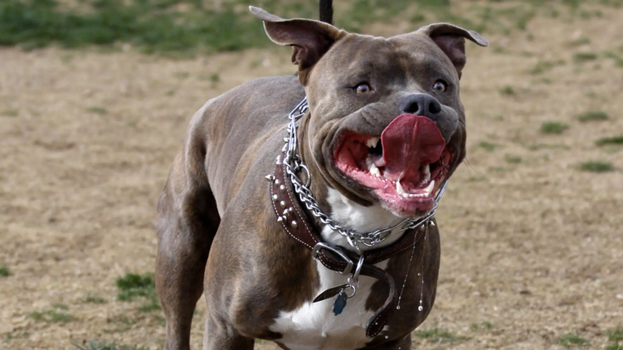 Pitbull