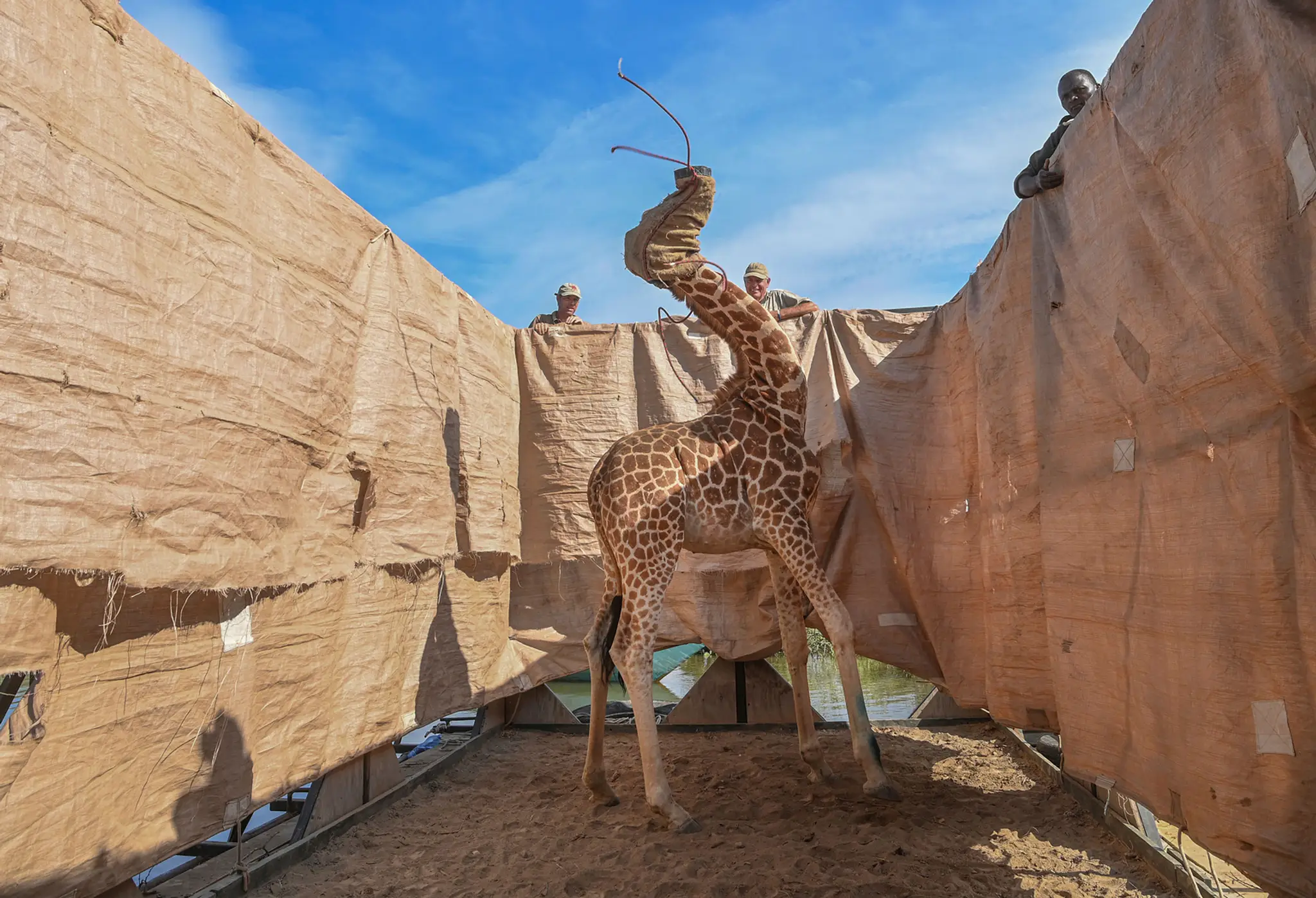 Prvé miesto v sekcii Príroda: Ami Vitale so snímkou Rescue of Giraffes from Flooding Island - Záchrana žiráf zo zaplavených ostr