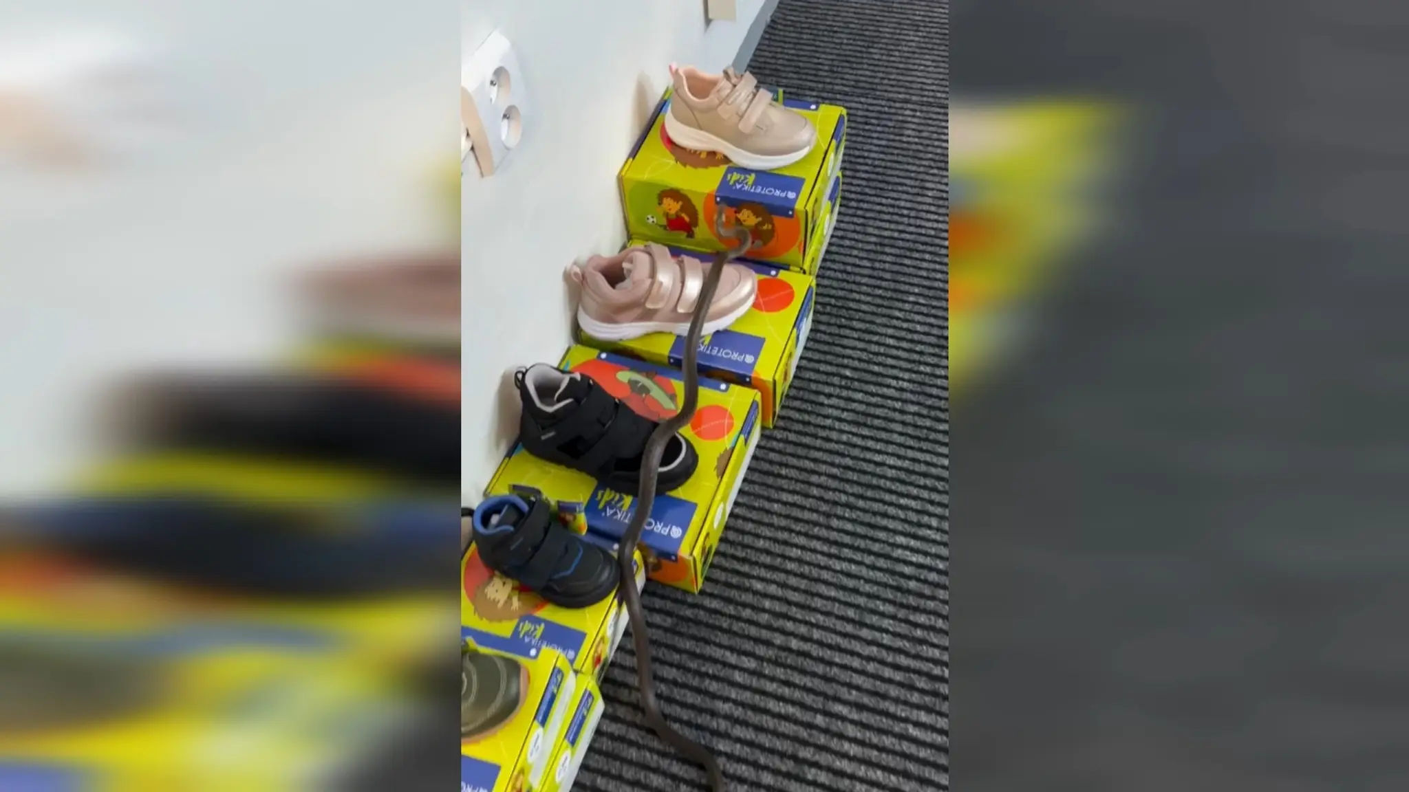 Užovka spôsobila rozruch v obchode pri Trenčíne.