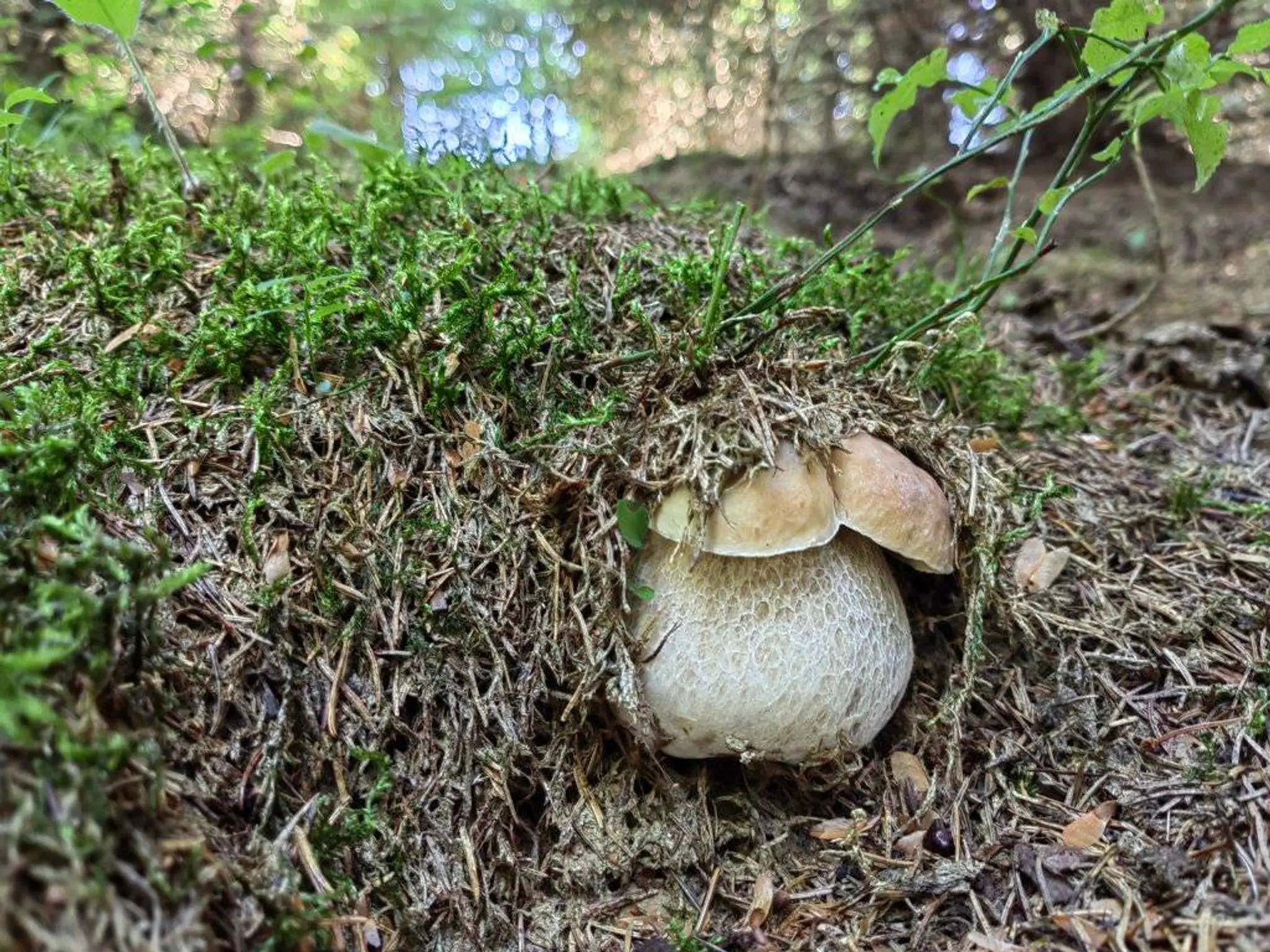 Jeden pekný kúsok sa takto ukryl na Orave pred Ľubomírom Karliakom.