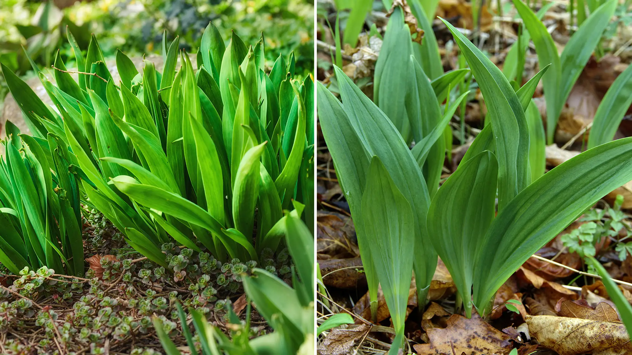 Jesienka obyčajná a medvedí cesnak.