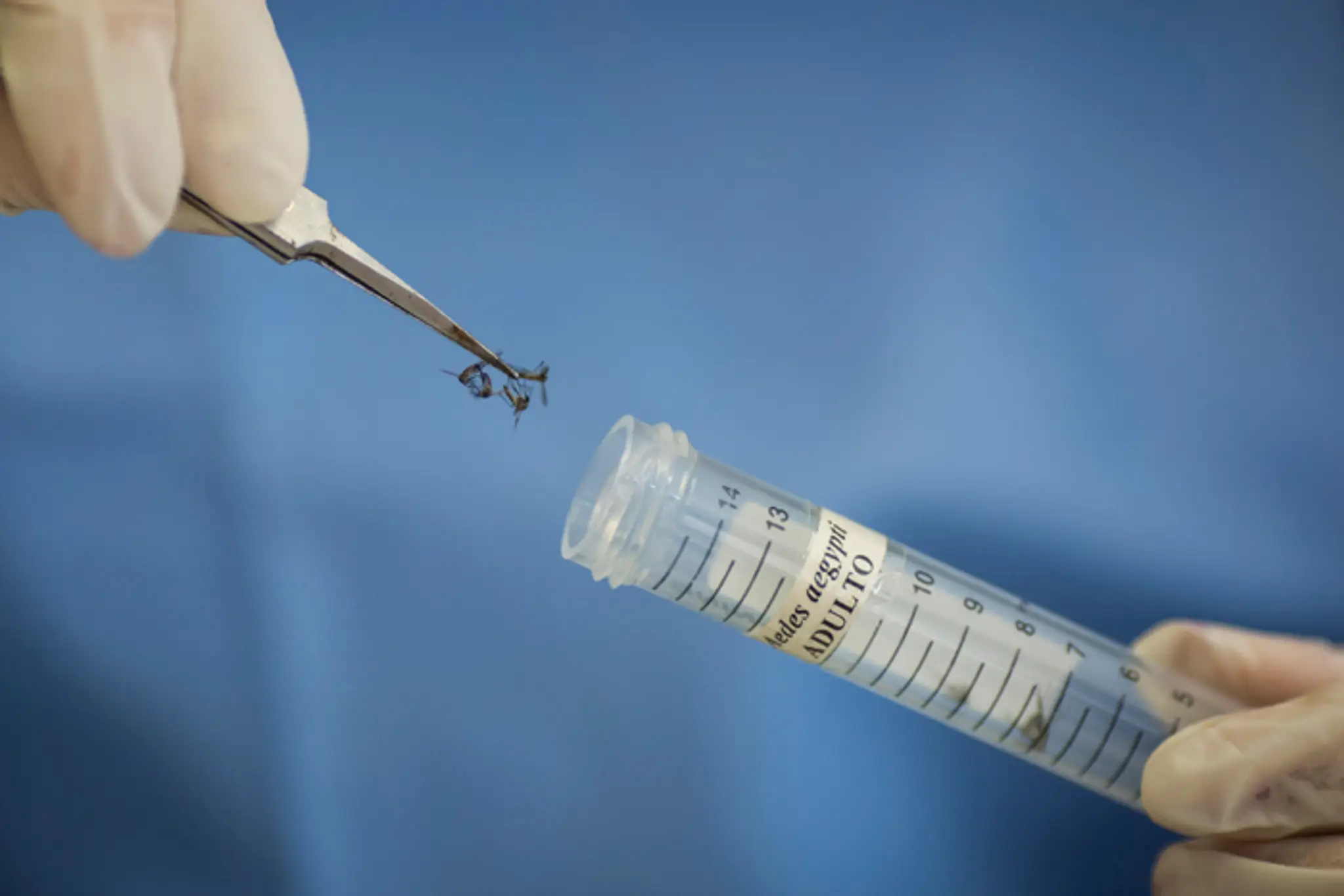 Infekcia sa prenáša bodnutím komára rodu aedes aegypti.