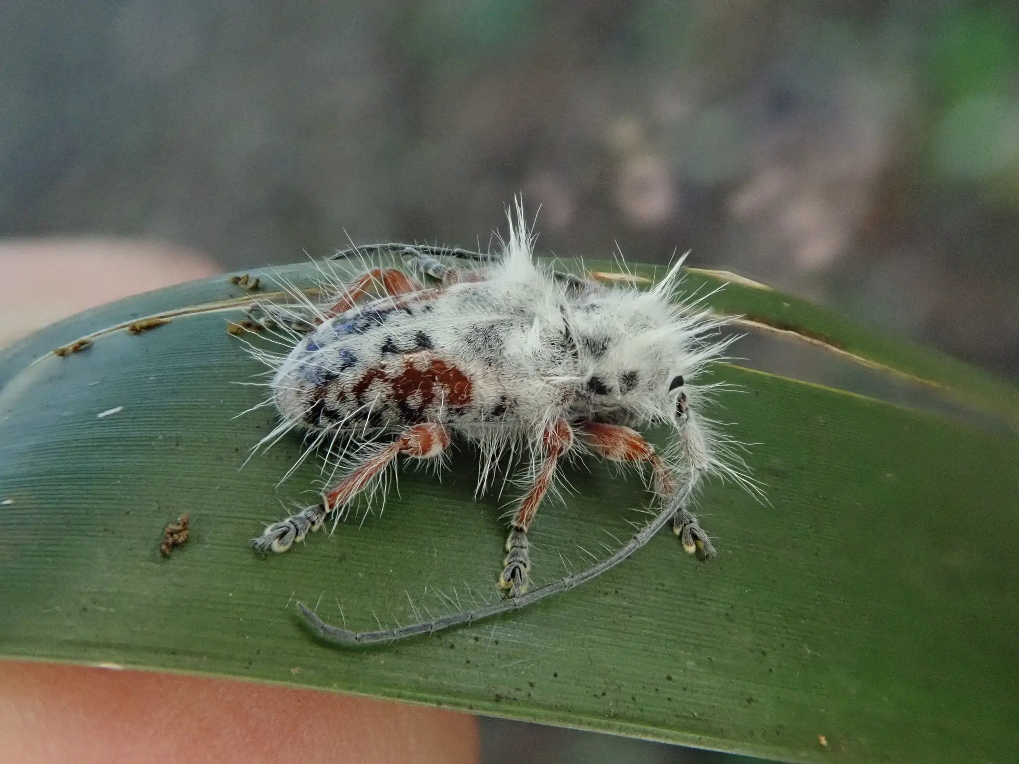 Excastra albopilosa