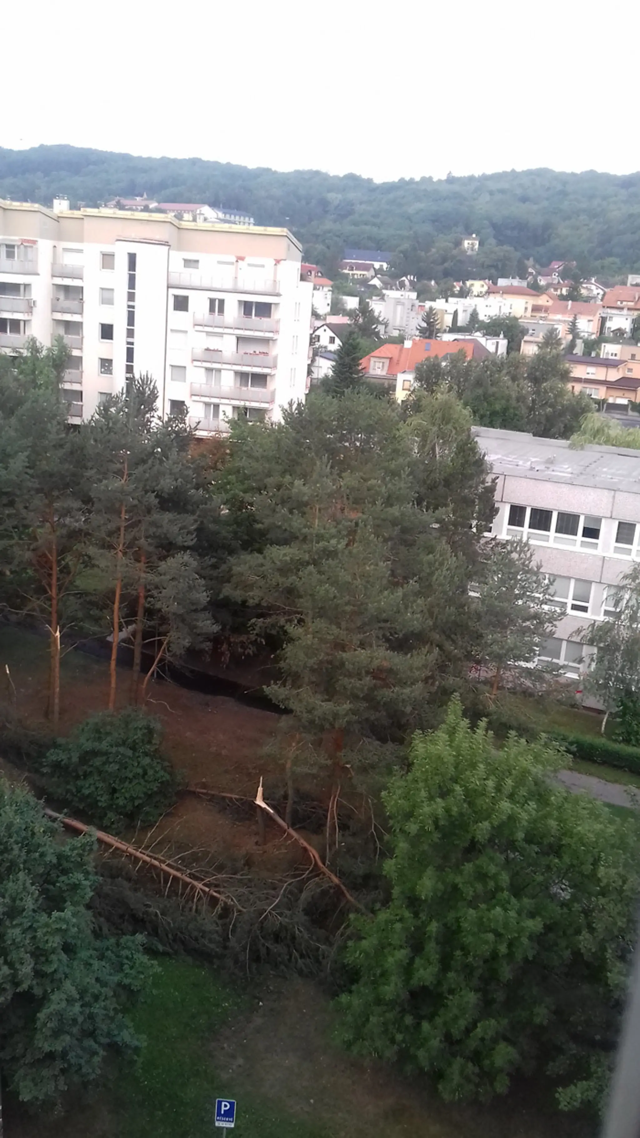 Dubravka po smršti.
