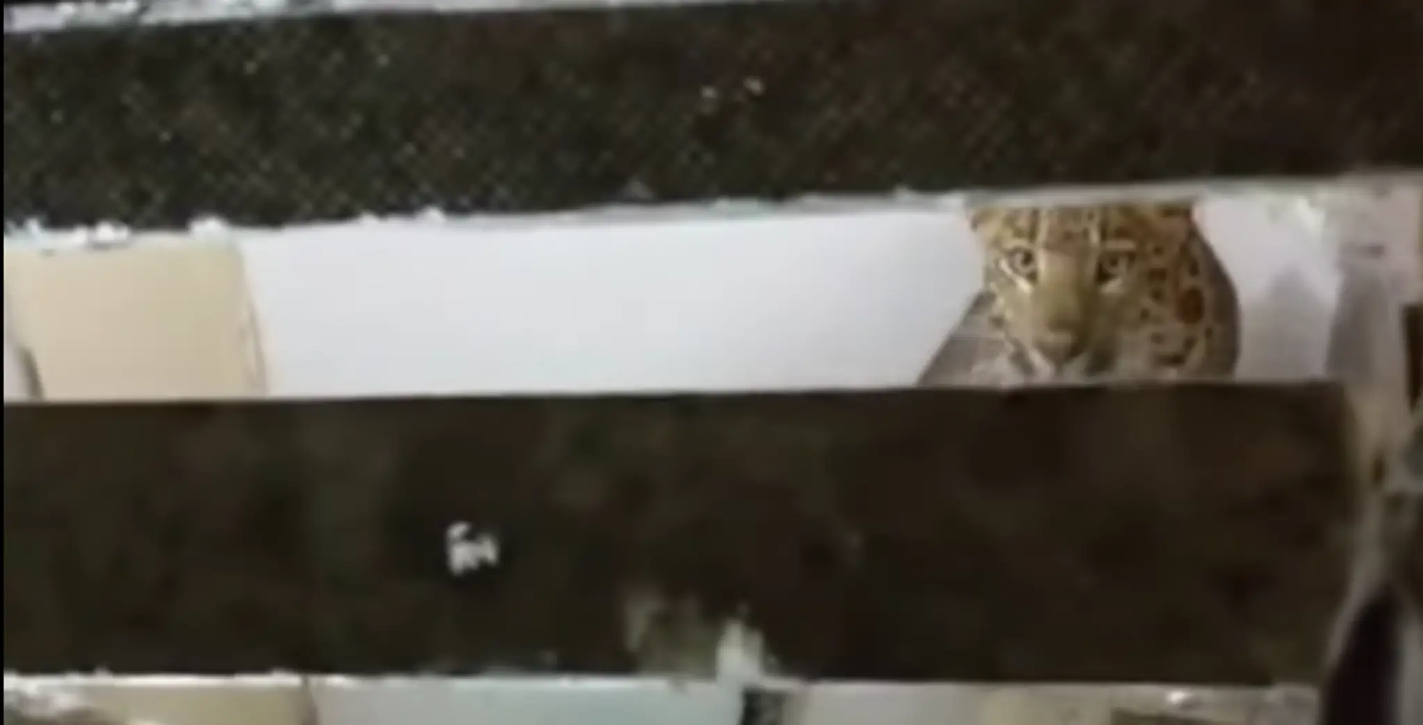 Leopard sa usadil v kúpeľni.