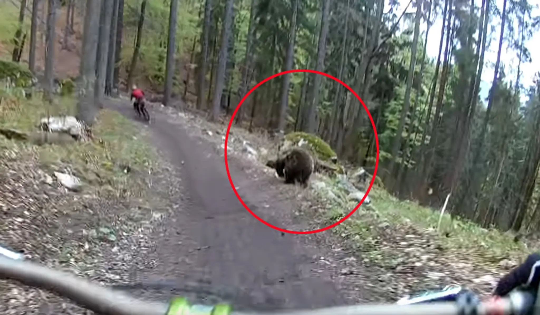 Dvoch cyklistov naháňal v Malinô Brdo medveď. Všetko zachytila kamera