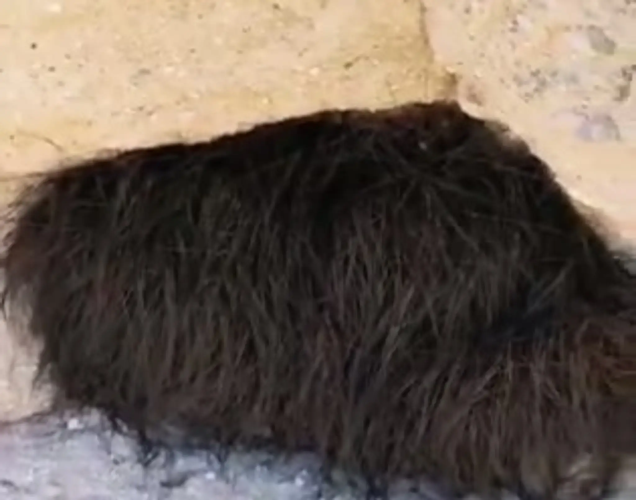 Hypnoshow
