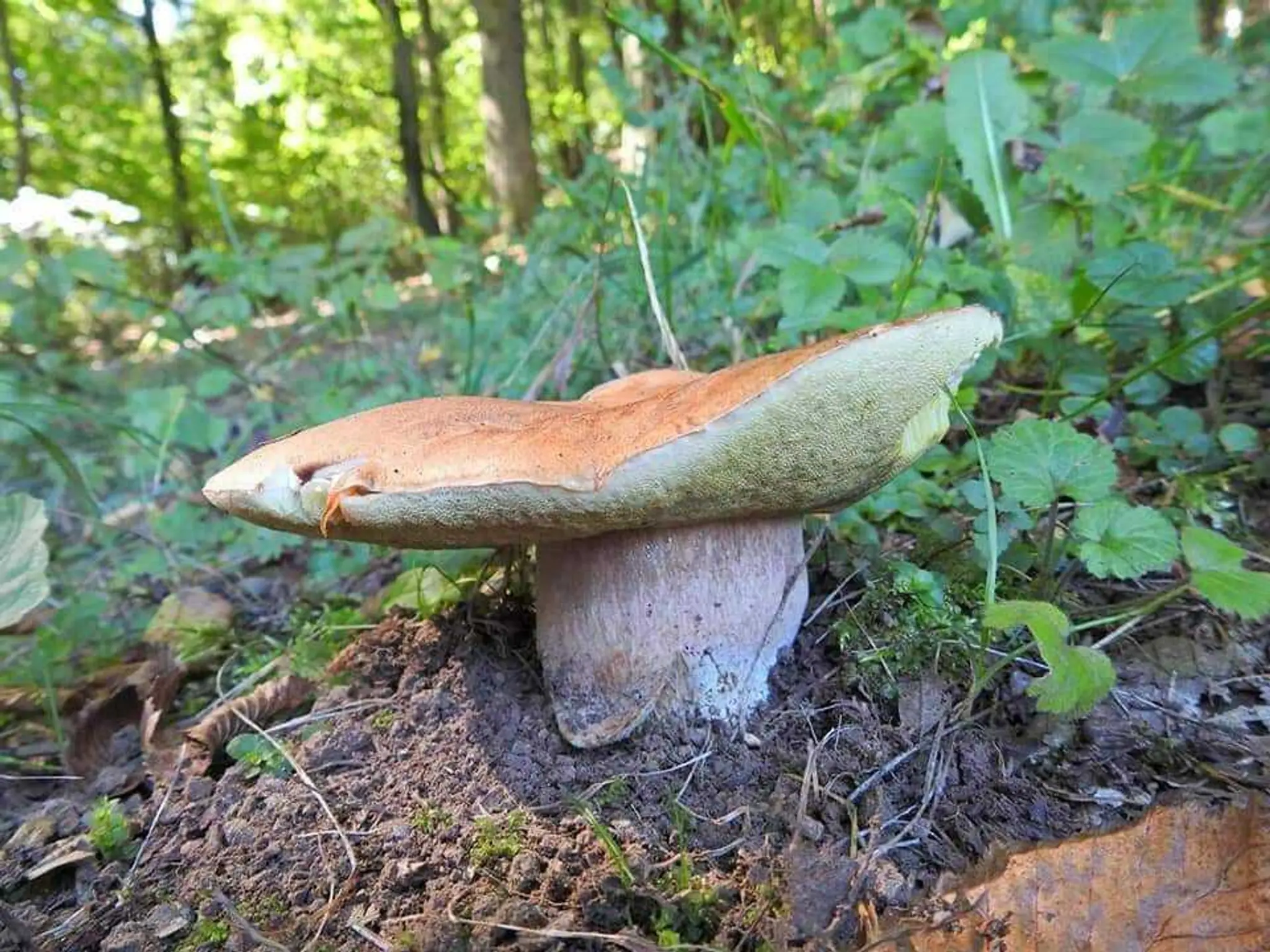 Mapa krajín.